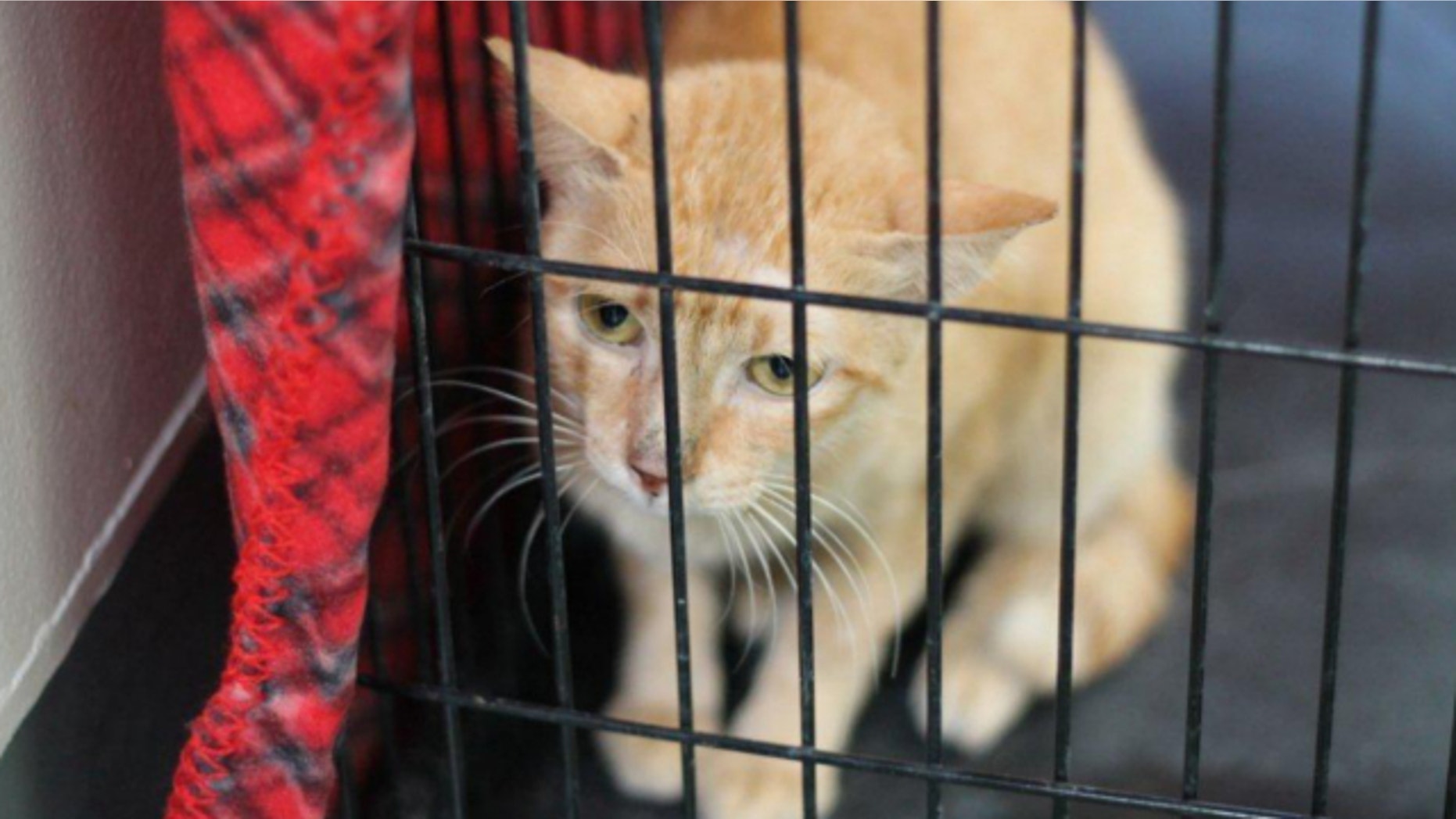 UNDATED: This photo provided by the County of Los Angeles Department of Animal Care and Control shows a 4-year-old cat that stowed away in a container ship headed from Manila, Philippines, to Los Angeles.