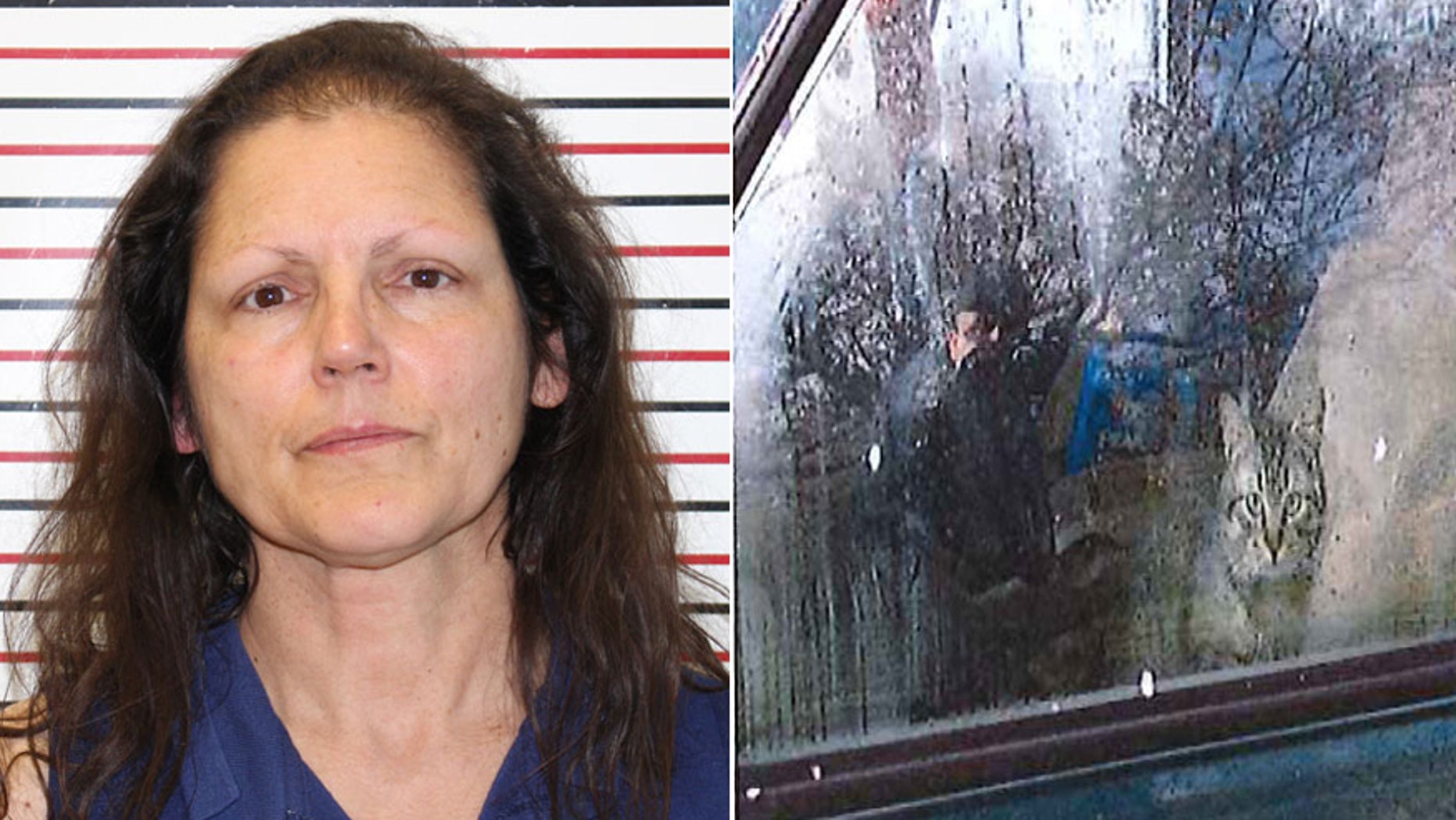 Police say 42 cats were found in Kathryn St. Clare's car Monday when she was arrested in Warrenton, Wash.