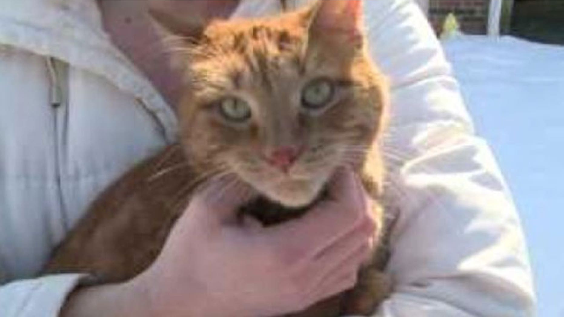 Cat survives after being shot 19 times with a BB gun.
