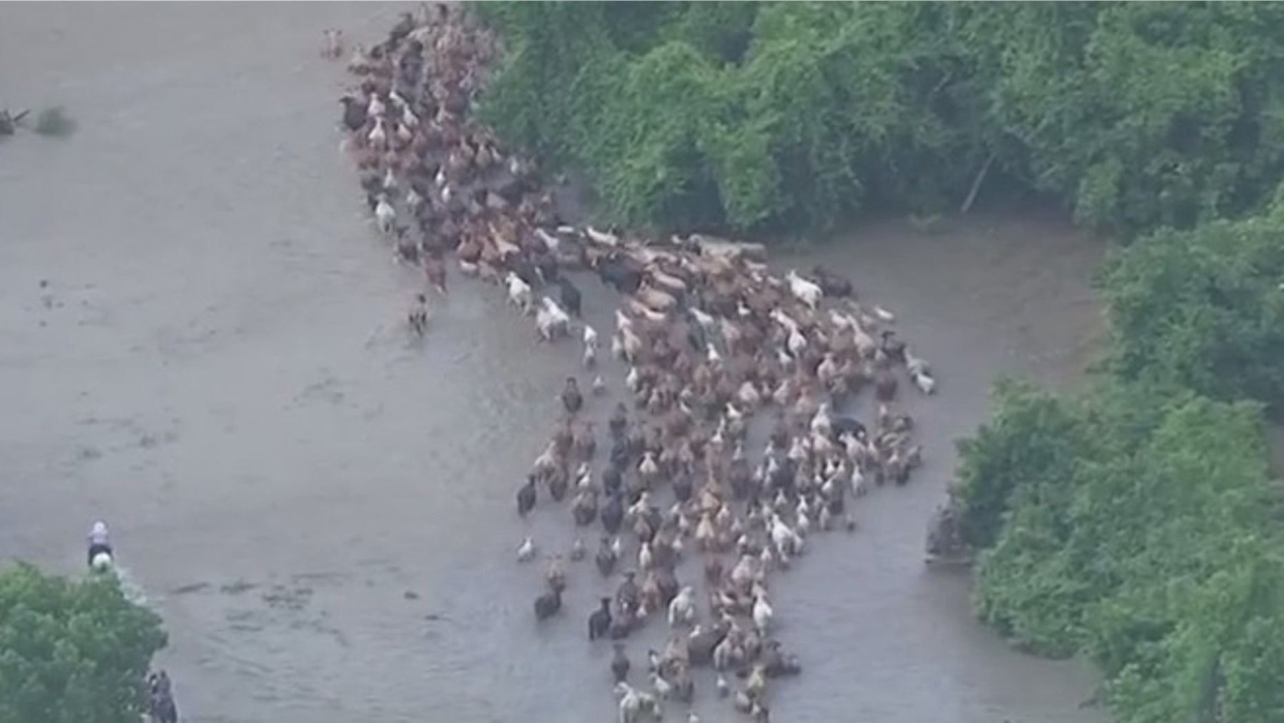 May 31, 2015: At least 200 cattle were led to safety after floodwaters threatened their ranch in eastern Texas. Some of the cattle drowned in deeper waters, although officials did not have an estimate as to how many.