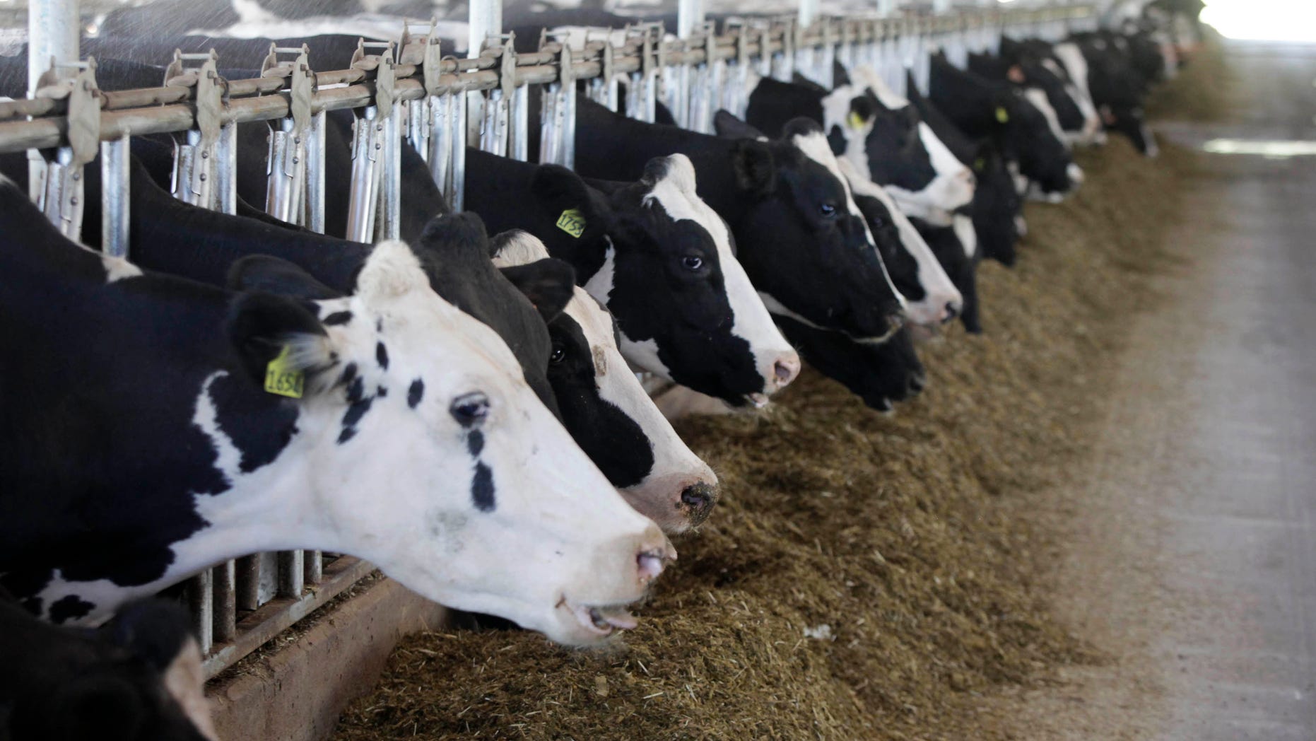 FILE: Sept. 6, 2012: Dairy cows at the Sunburst Dairy farm are seen eating in Belleville, Wisc.