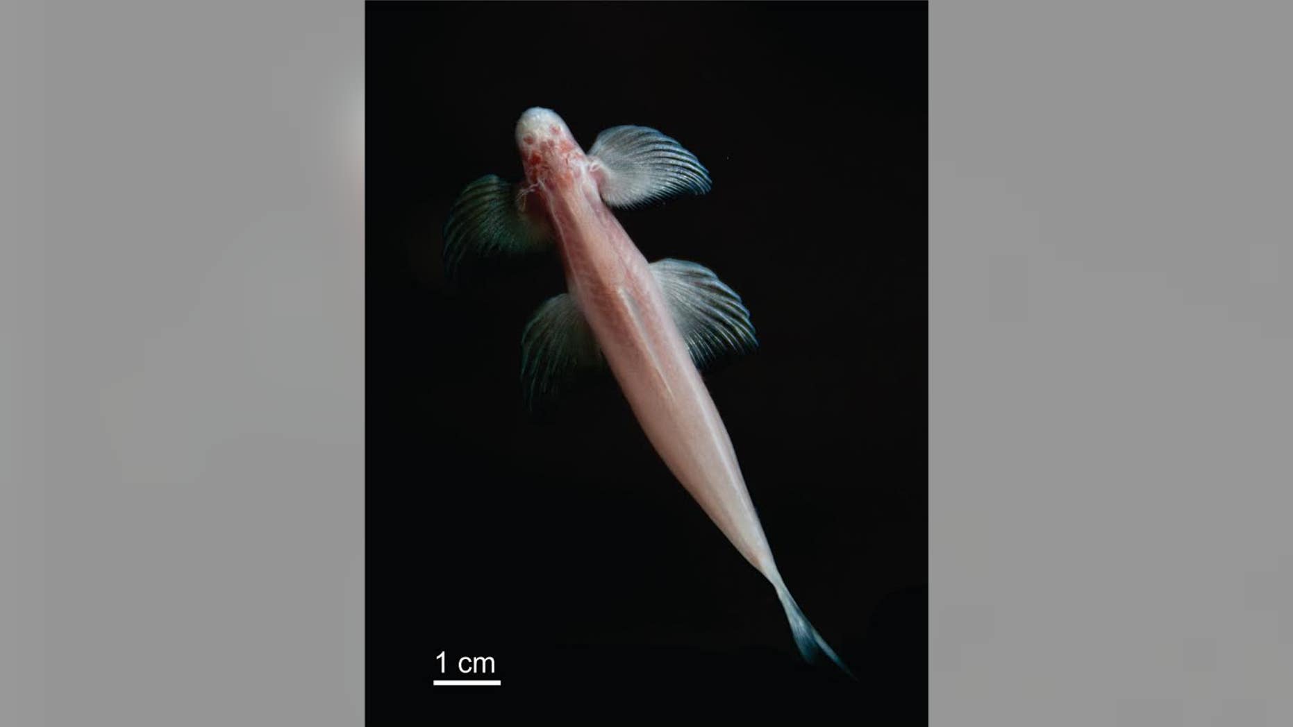 Cryptotora thamicola (NJIT).