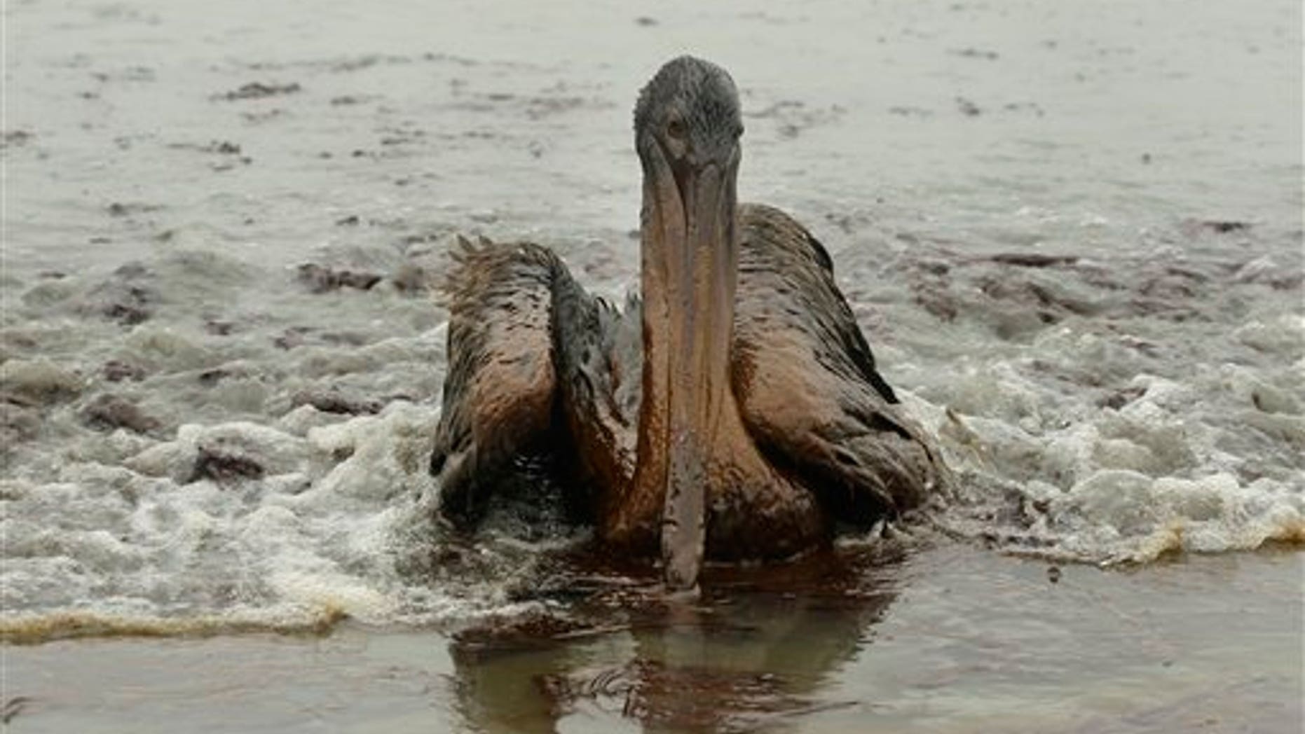 A Brown Pelican is seen on the beach at East Grand Terre Island along the Louisiana coast after being drenched in oil from the Deepwater Horizon oil spill Thursday, June 3, 2010. The Environmental Protection Agency has not yet fined BP for the Gulf oil spill _ details of possible penalties will be worked out later.