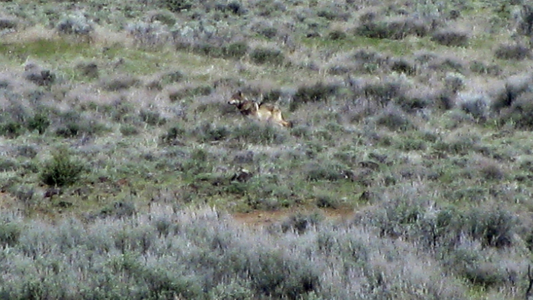 File - This May 8, 2012 file photo provided by the California Department of Fish and Game shows OR-7, the Oregon wolf that has trekked across two states looking for a mate, on a sagebrush hillside in Modoc County, Calif. Chuck Bonham, the director of the California Department of Fish and Wildlife, said Wednesday that the scientific evidence suggests some protections are needed for the gray wolf, but not a listing on the endangered species list, The San Francisco Chronicle reported. Bonham said his decision was reached after a yearlong department study spurred by conservationists, who filed a petition seeking protections after a lone gray wolf, called OR-7, wandered into California from Oregon. (AP Photo/California Department of Fish and Game, Richard Shinn, File)