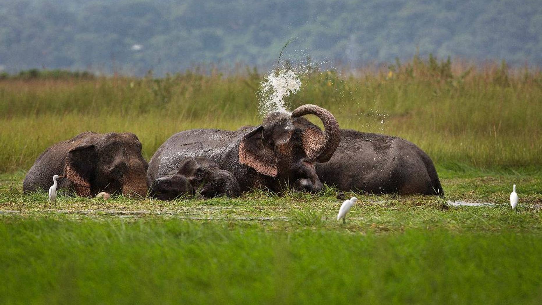 FILE- In this Sept. 15, 2015, file photo, a wild elephant from a nearby hill of India's northeastern Meghalaya state, sprays water on itself as it stands and eats grass in the wetlands of Telalia, on the outskirts of Gauhati, India. An Indian Cabinet minister says her colleagues in the Environment Ministry are failing to protect the country's wildlife by allowing states to cull populations of monkeys, elephants, wild boars and antelopes. (AP Photo/Anupam Nath, File)