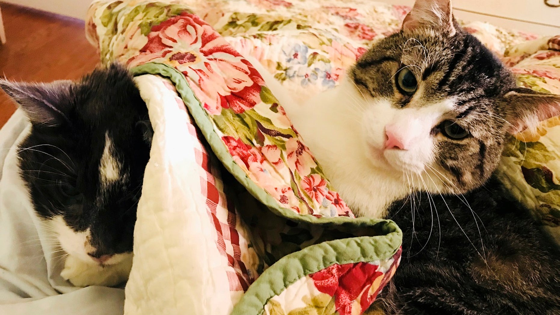 This November 2017 photo provided by Betsy Boyd shows Stanley, left, recovering in Baltimore following his $19,000 kidney transplant alongside his kidney donor, Jay. Both cats are thriving post-surgery. (Betsy Boyd via AP)