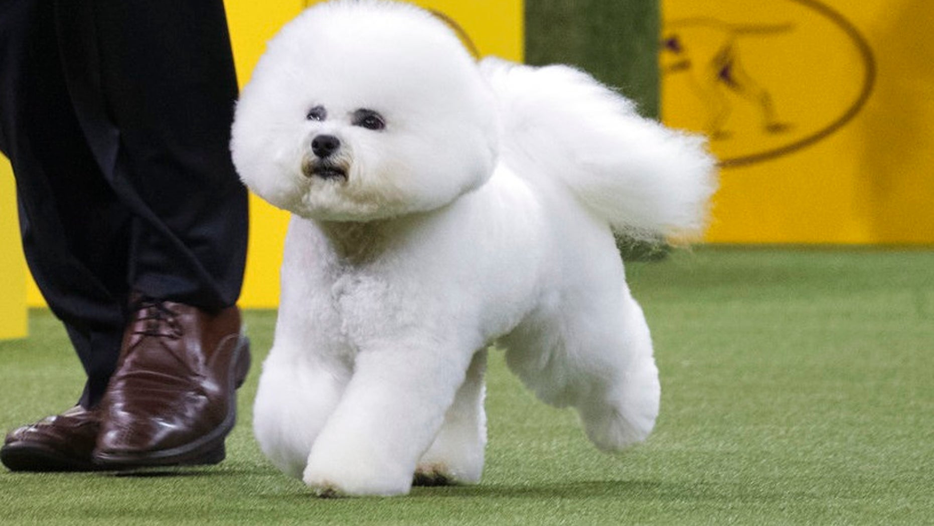 Bill McFadden shows Flynn, a bichon frise, in the ring during the non-sporting group during the 142nd Westminster Kennel Club Dog Show, Monday, Feb. 12, 2018, at Madison Square Garden in New York. Flynn won best in the non-sporting group.