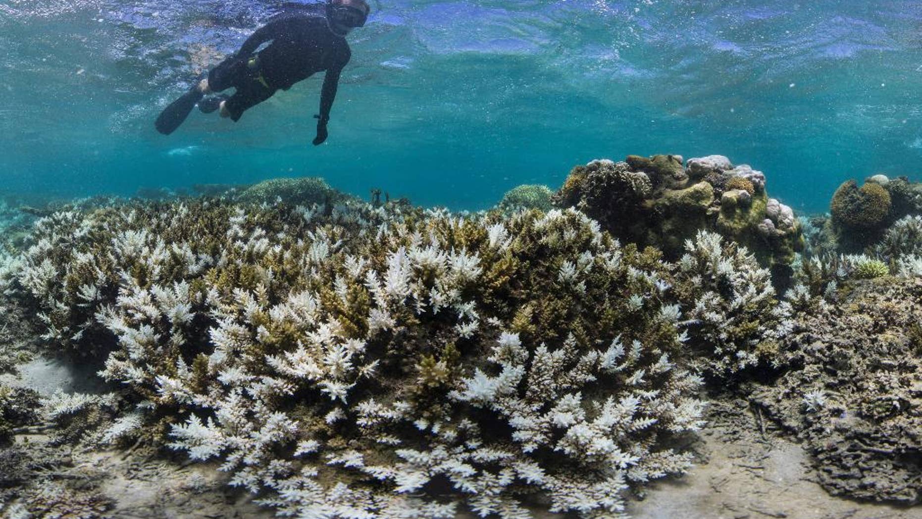 In this March 2016 photo released by The Ocean Agency/Reef Explorer Fiji, a snorkeler swims above coral that has bleached white due to heat stress in Fiji.Â  (Victor Bonito/The Ocean Agency /Reef Explorer Fiji via AP)