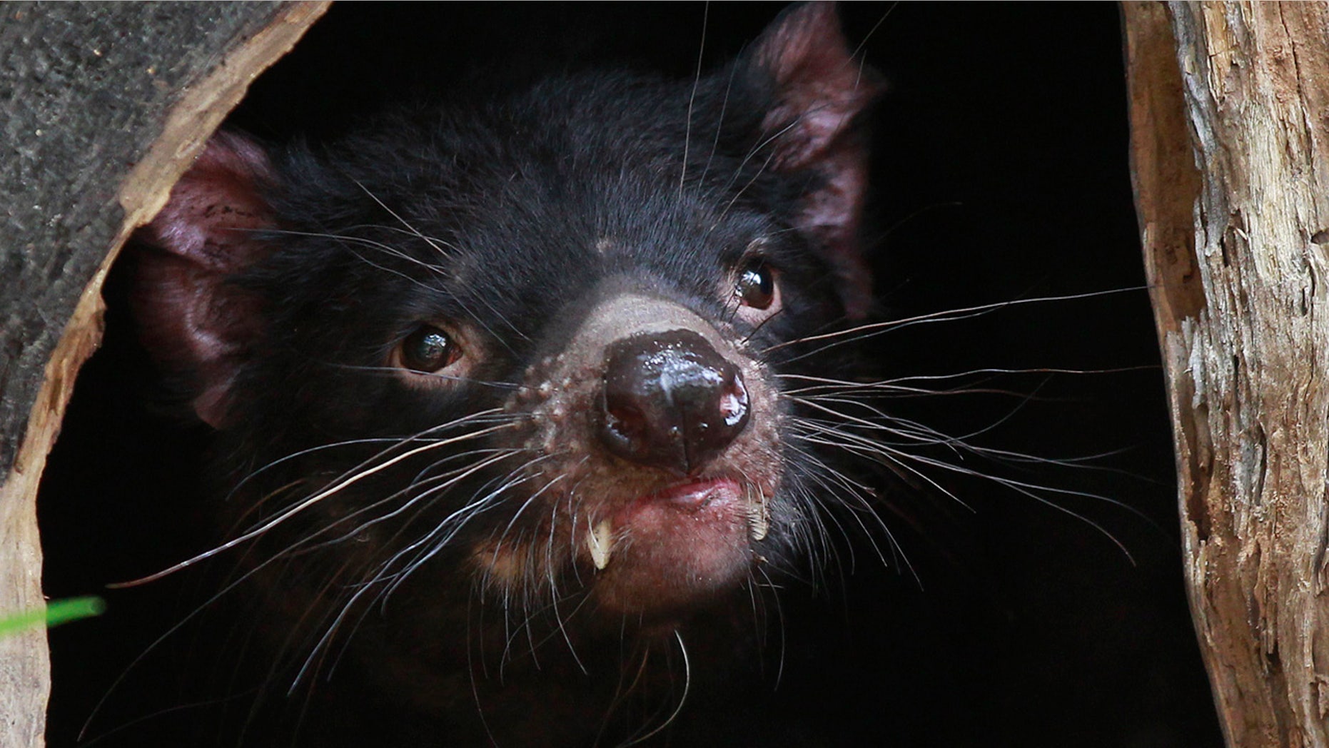A Tasmanian Devil looks out at its new enclosure at Wild Life Zoo in central Sydney December 21, 2012.