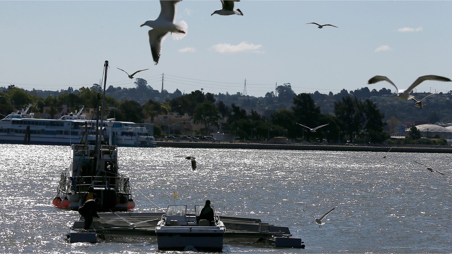 VALLEJO, CA - APRIL 22: Workers with the Fishery Foundation of California move a barge filled with thousands of fingerling Chinook salmon that will be released into the Mare Island Strait on April 22, 2014 in Vallejo, California. As California continues to suffer through its worse drought in history, low water levels on the state's rivers have forced wildlife officials to truck an estimated 30 million young Chinook salmon hundreds of miles toward the Pacific Ocean in tanker trucks lto assist the fish with migration. (Photo by Justin Sullivan/Getty Images)