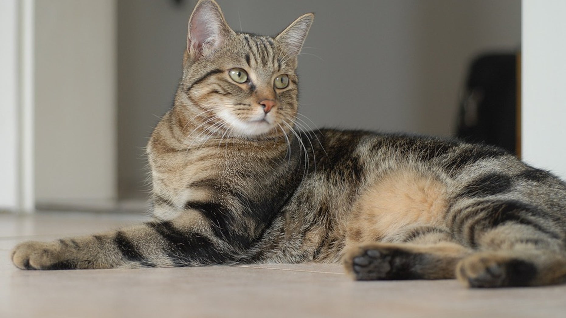 The safety of cats has become a concern in England, where the "Croydon Cat Killer" is believed to be linked to a series of pet slayings.