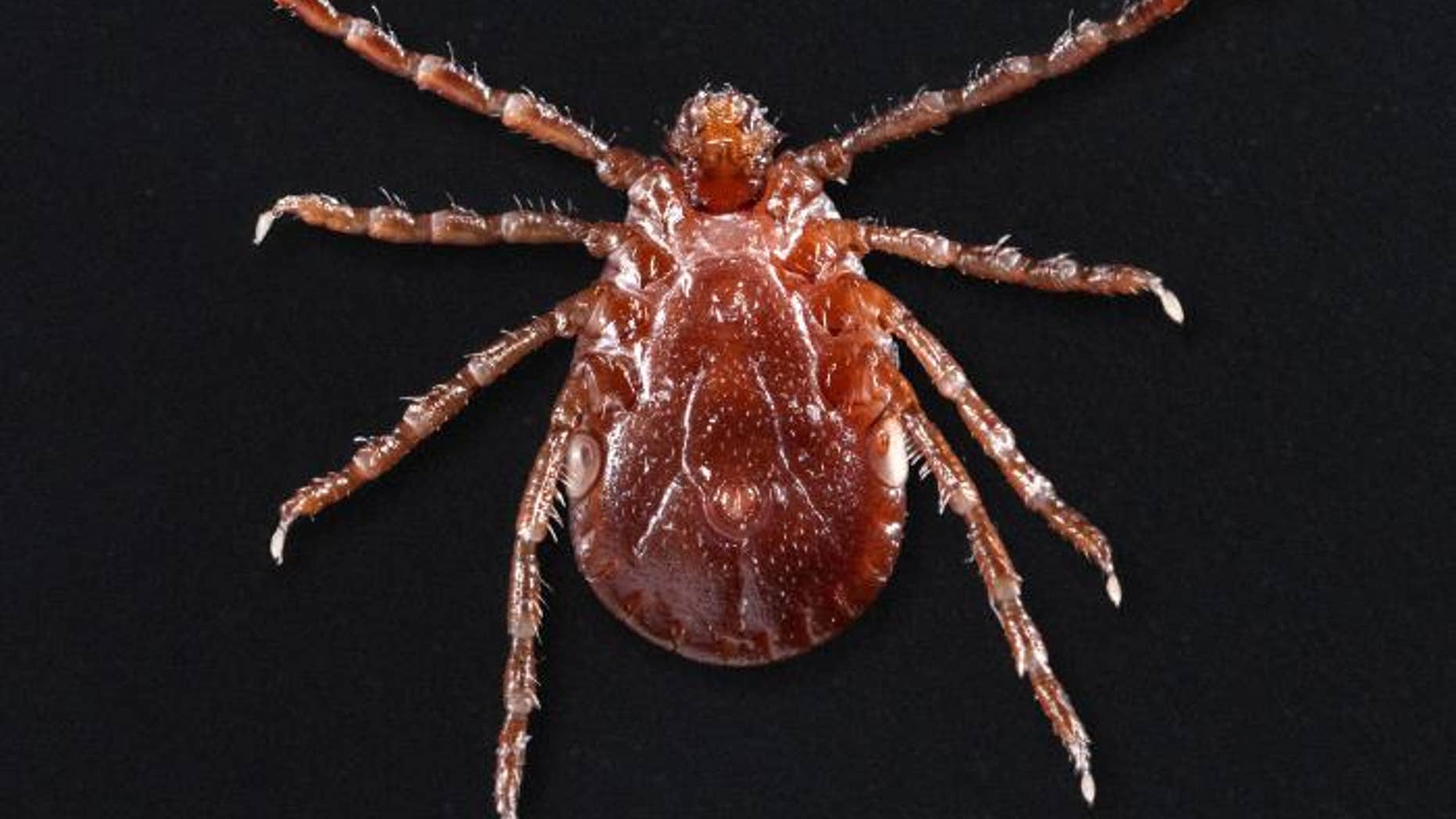 This photograph depicts a ventral view, i.e., underside, of an adult female Haemaphysalis longicornis tick, commonly known as the longhorned tick. (CDC/James Gathany)