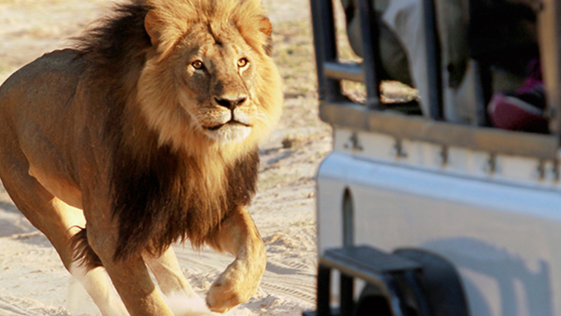 Iconic lion Cecil, seen here, was killed two years ago; his son died on Thursday.