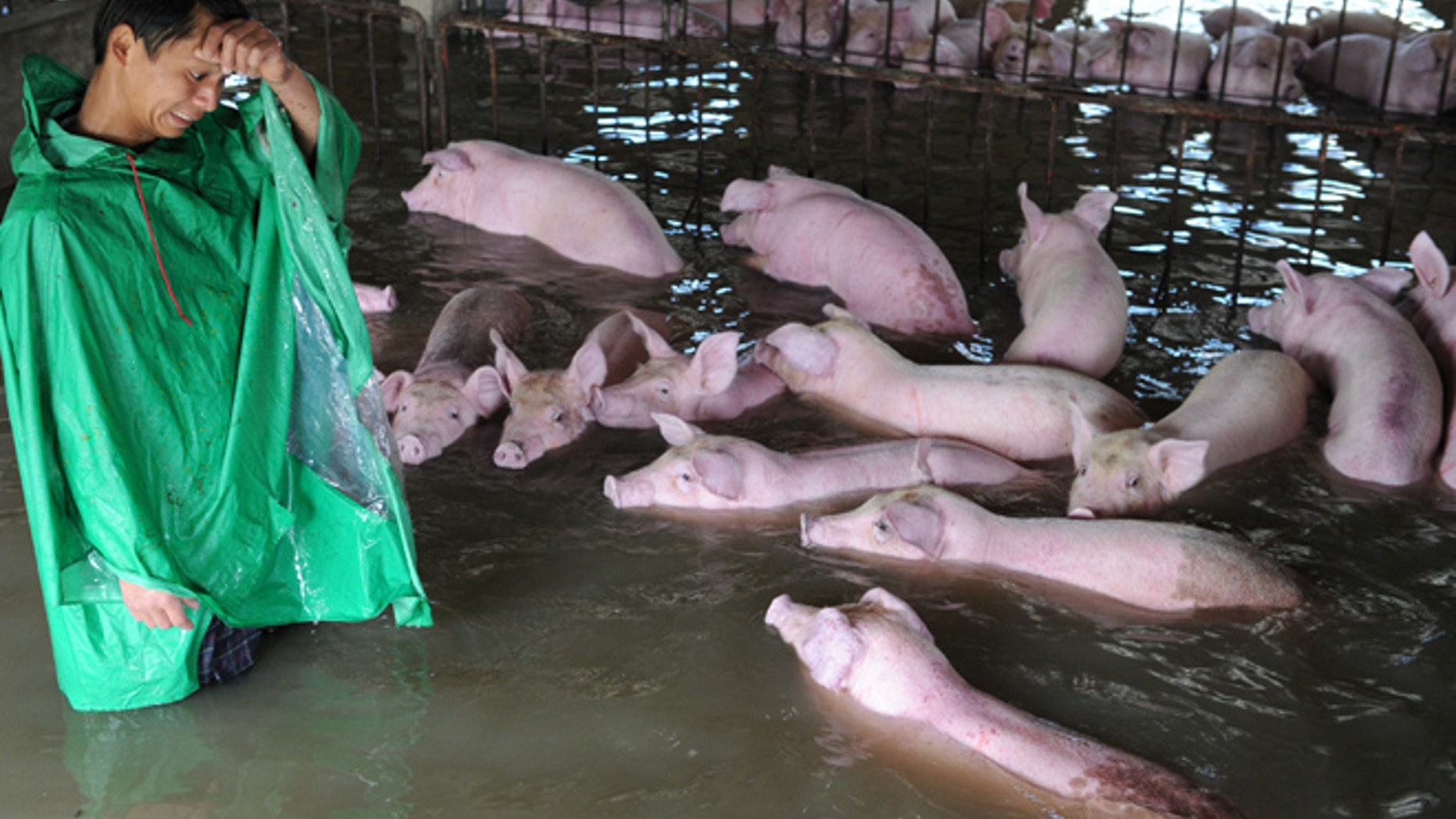 July 4: An employee looks at pigs, which cannot be moved away from a flooded farm due to an environmental protection and epidemic prevention measure, before he leaves for a safer place in Liu'an, Anhui Province