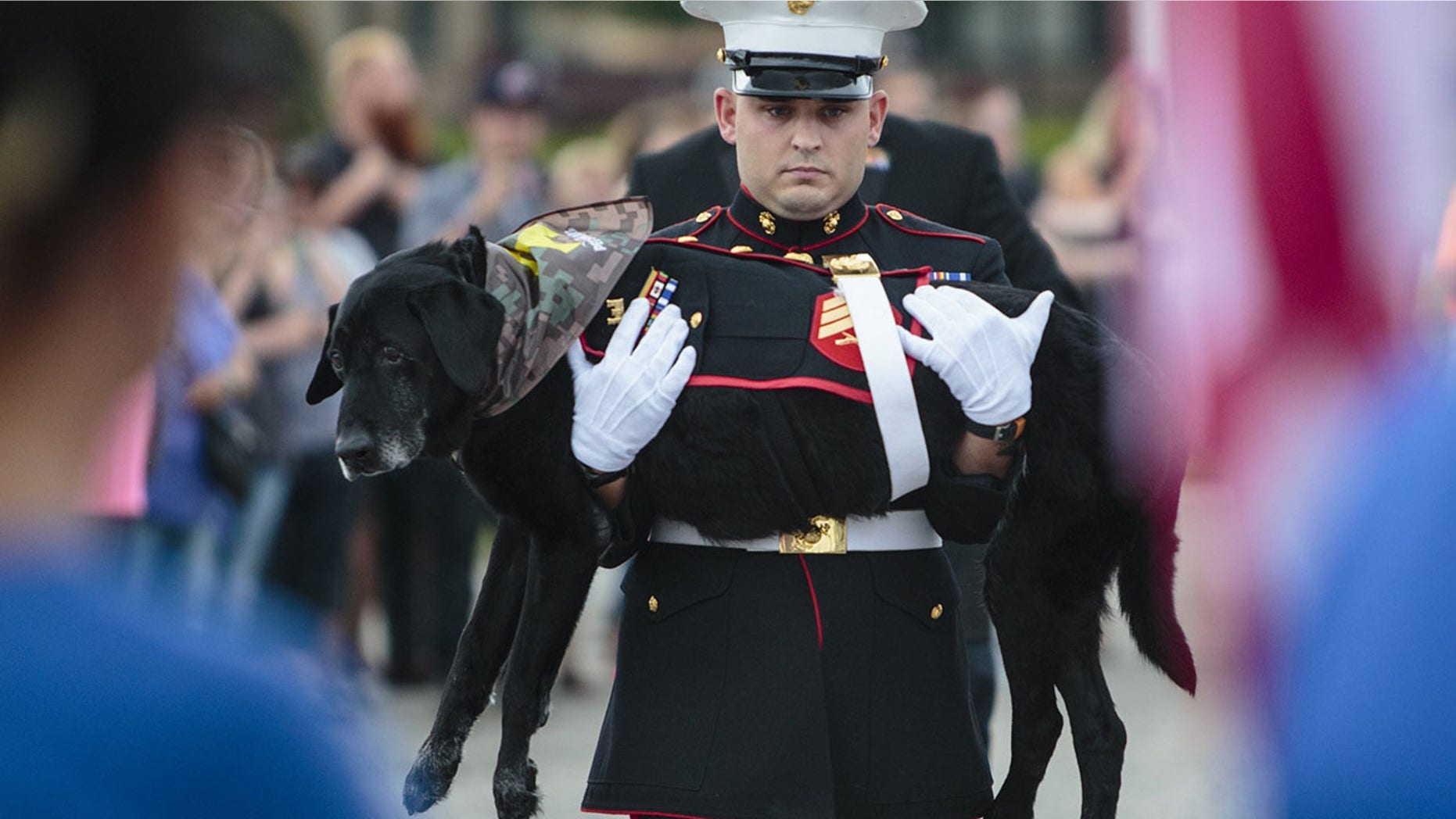 U.S. Marine veteran Lance Cpl. Jeff DeYoung carries Cena a 10-year-old black lab who was a military service dog, aboard the LST 393 where he was put down on Wednesday, July 26, 2017 in Muskegon, Mich. Cena was diagnosed with an aggressive form of bone cancer after DeYoung noticed he wasn't putting weight on his front left leg. (Joel Bissell /Muskegon Chronicle via AP)