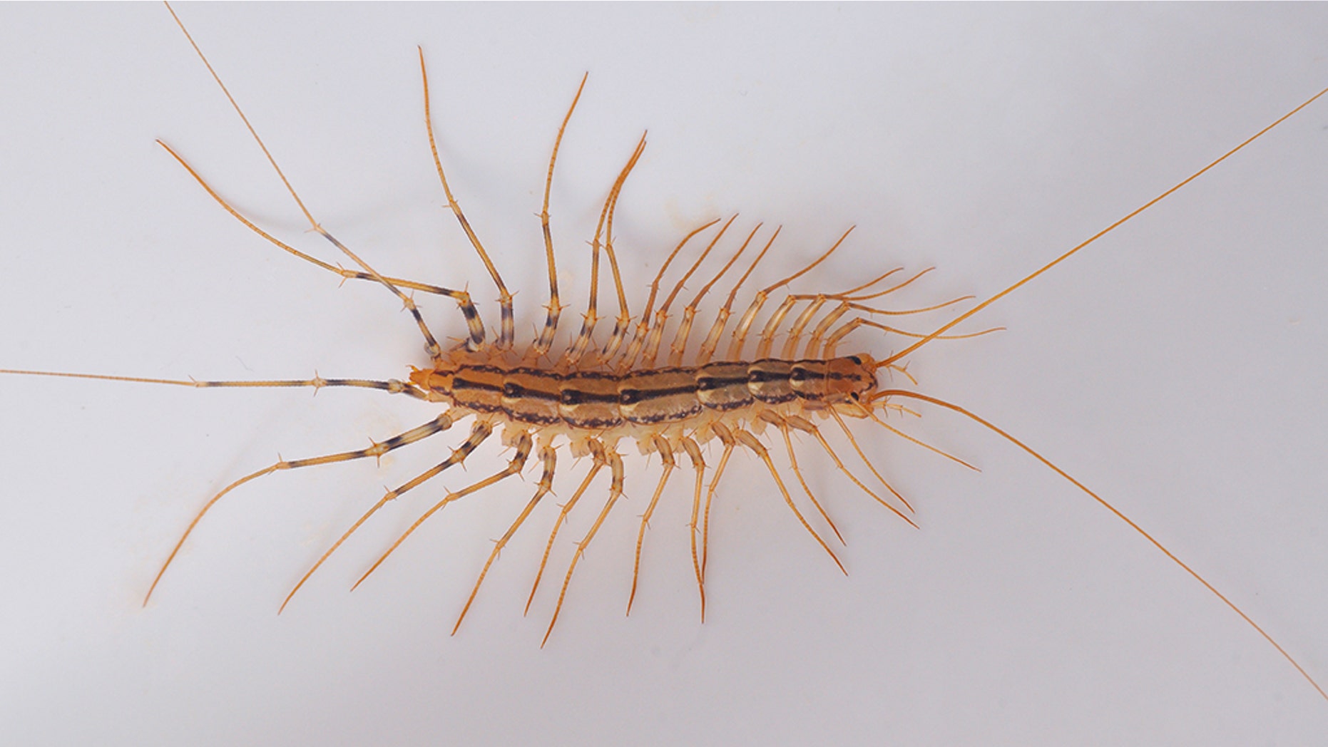 A centipede was likely the cause of the rat lungworm parasite found in the mother and son.
