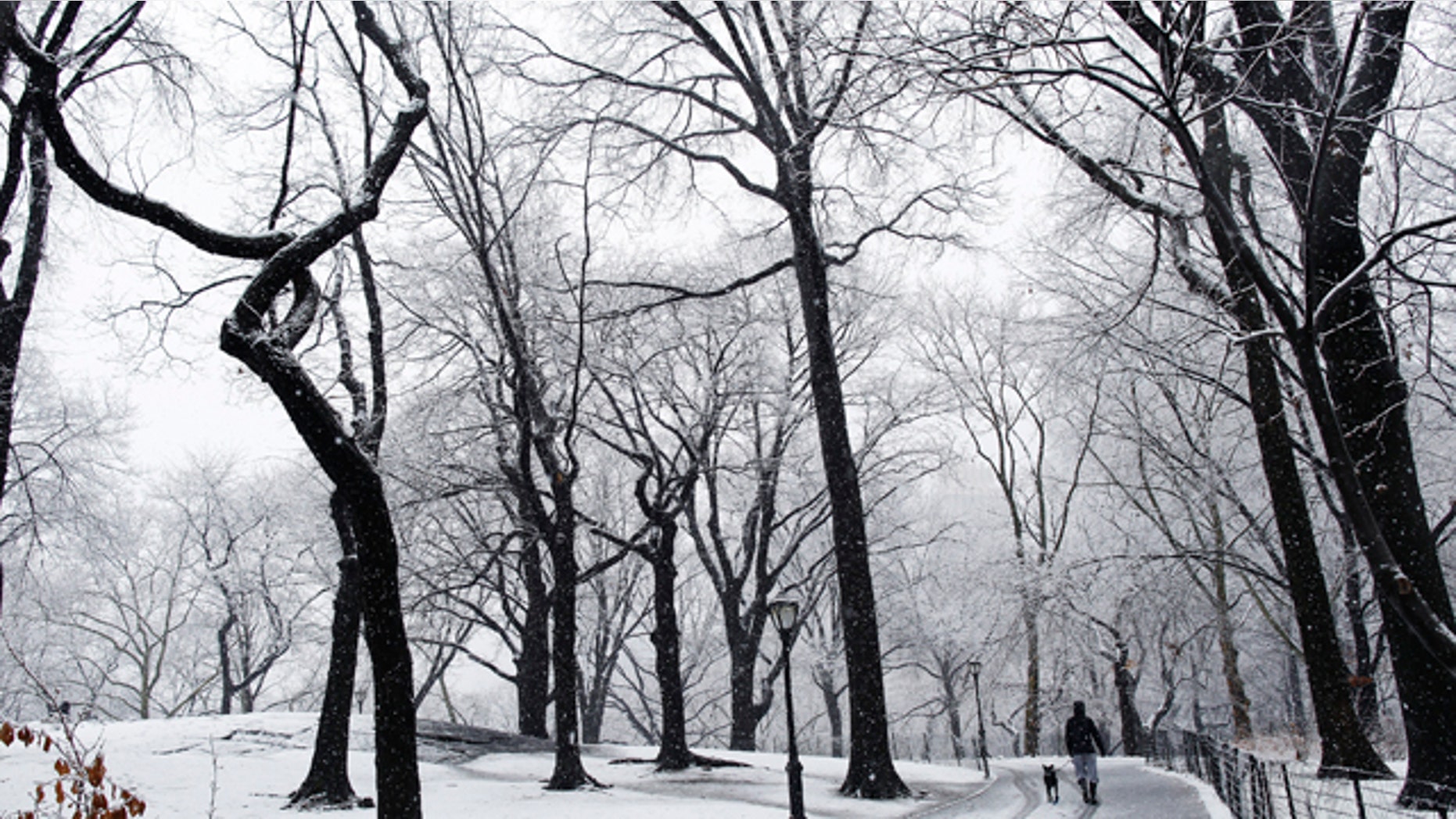 A woman walks her dog during snowfall in the morning at Central Park in New York February 25, 2010. REUTERS/Shannon Stapleton (UNITED STATES - Tags: SOCIETY ENVIRONMENT)