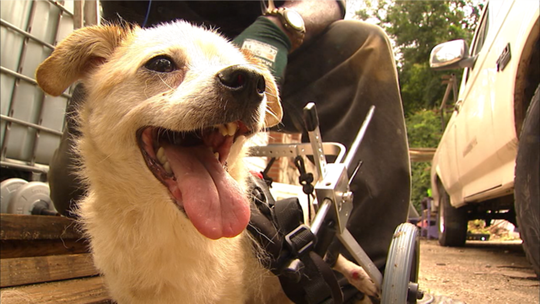 Cesar was outfitted with a new wheelchair thanks to donations from the Lifeline Animal Project Pets for Life Program.