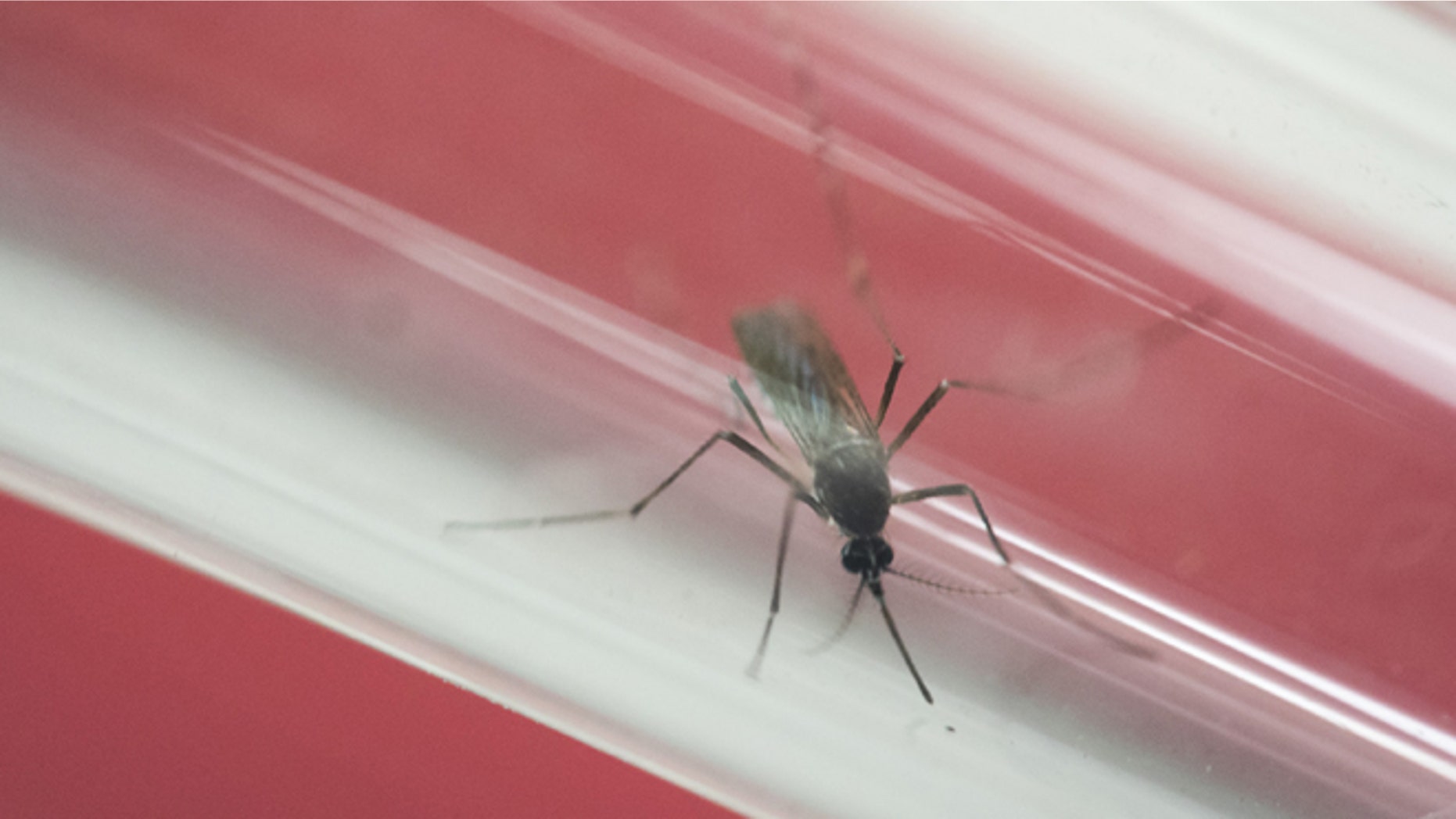 FILE - In this May 23, 2016, file photo, an Aedes aegypti mosquito sits inside a glass tube at the Fiocruz institute where they have been screening for mosquitos naturally infected with the Zika virus in Rio de Janeiro, Brazil. In Puerto Rico fear over Zika is stunting the growth of tourism, the only industry that was starting to flourish as the island teeters on financial collapse amid a decade-long economic crisis.(AP Photo/Felipe Dana, File)