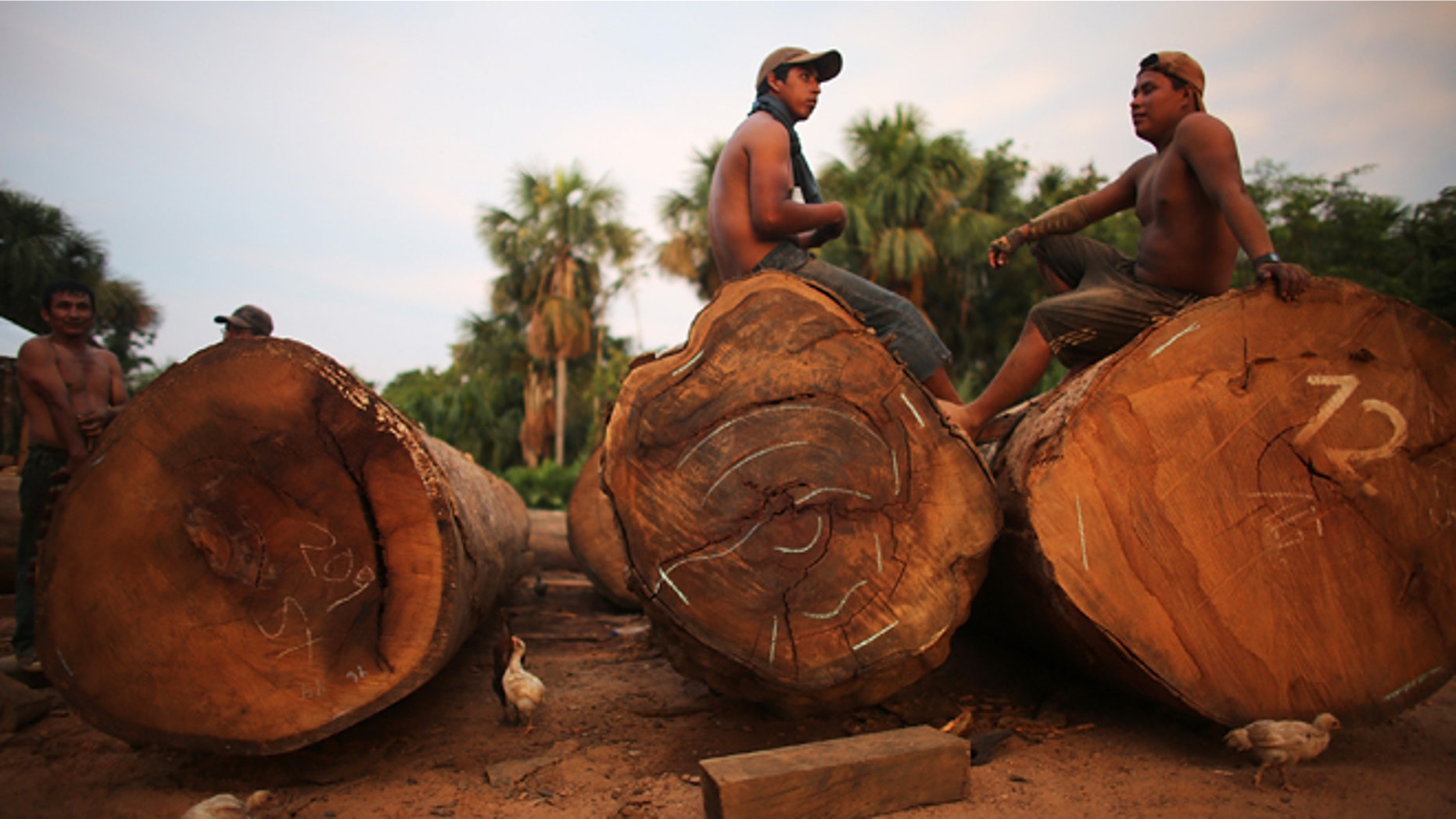 https://a57.foxnews.com/a57.foxnews.com/static.foxnews.com/foxnews.com/content/uploads/2018/09/640/320/1862/1048/cfe0aa2c-Brazil-Amazon-Deforestation.jpg?ve=1&tl=1?ve=1&tl=1