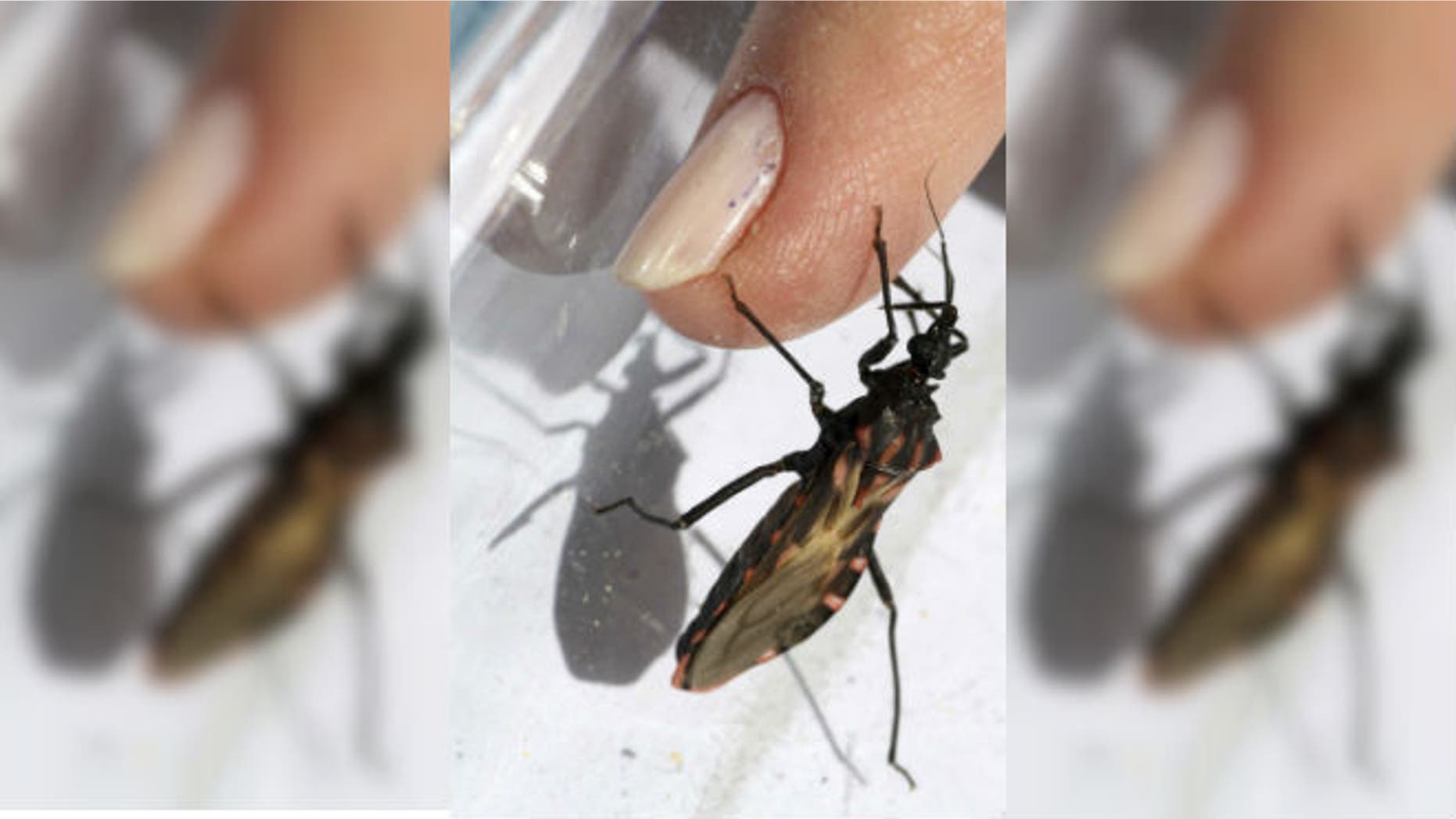 A Panstrongylus megistus insect crawls on a finger in the Argentine province of Corrientes in this picture taken September 16, 2008. This bug, commonly known as Vinchuca in many rural areas spreads Chagas, a disease that originated in Latin America, is endemic to Argentina and has killed some 50,000 people worldwide. REUTERS/German Pomar (ARGENTINA)