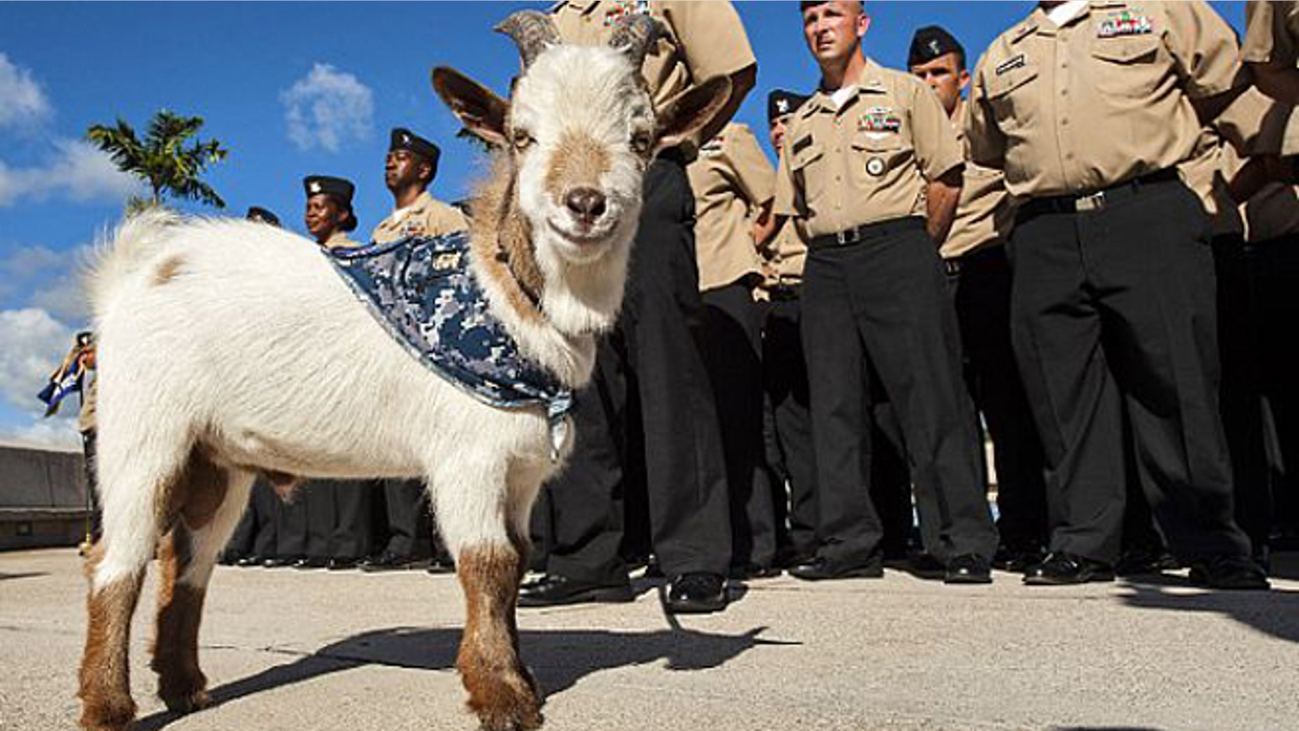 Aug. 6, 2013: Charlie the goat is shown standing by chief petty officer (CPO) selectees at Joint Base Pearl Harbor-Hickam.