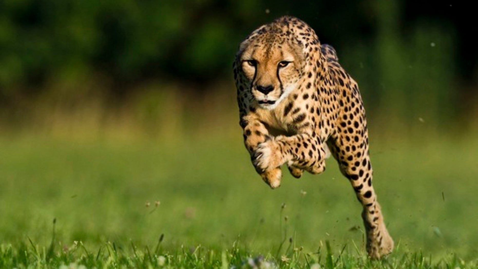 June 20, 2012: An 11-year-old cheetah named Sarah broke a world record by running 100 meters in 5.95 seconds.