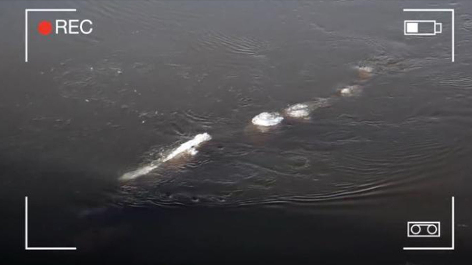A Bureau of Land Management staffer captured this "strange thing" in the Chena River in Fairbanks. (Bureau of Land Management Fairbanks)