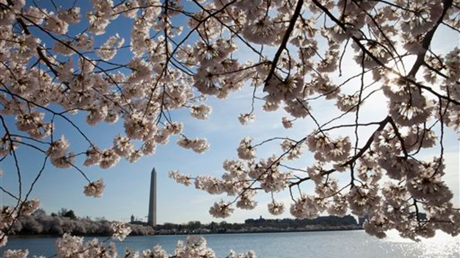 In this April 11, 2015, the Washington Monument is seen through cherry blossoms across the Tidal Basin Saturday in Washington.
