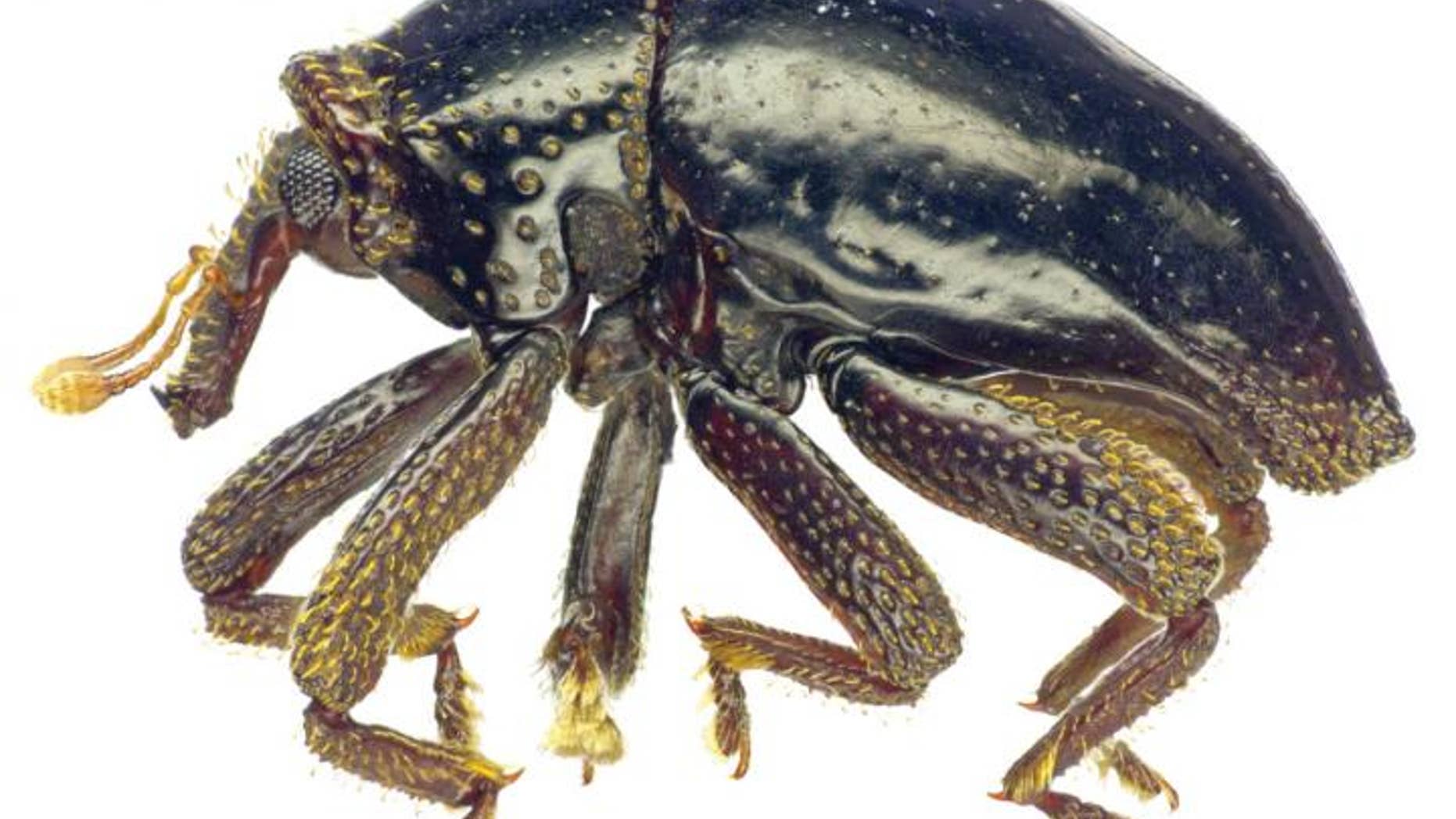 The new flightless beetle species Trigonopterus chewbacca. (Dr Alexander Riedel)
