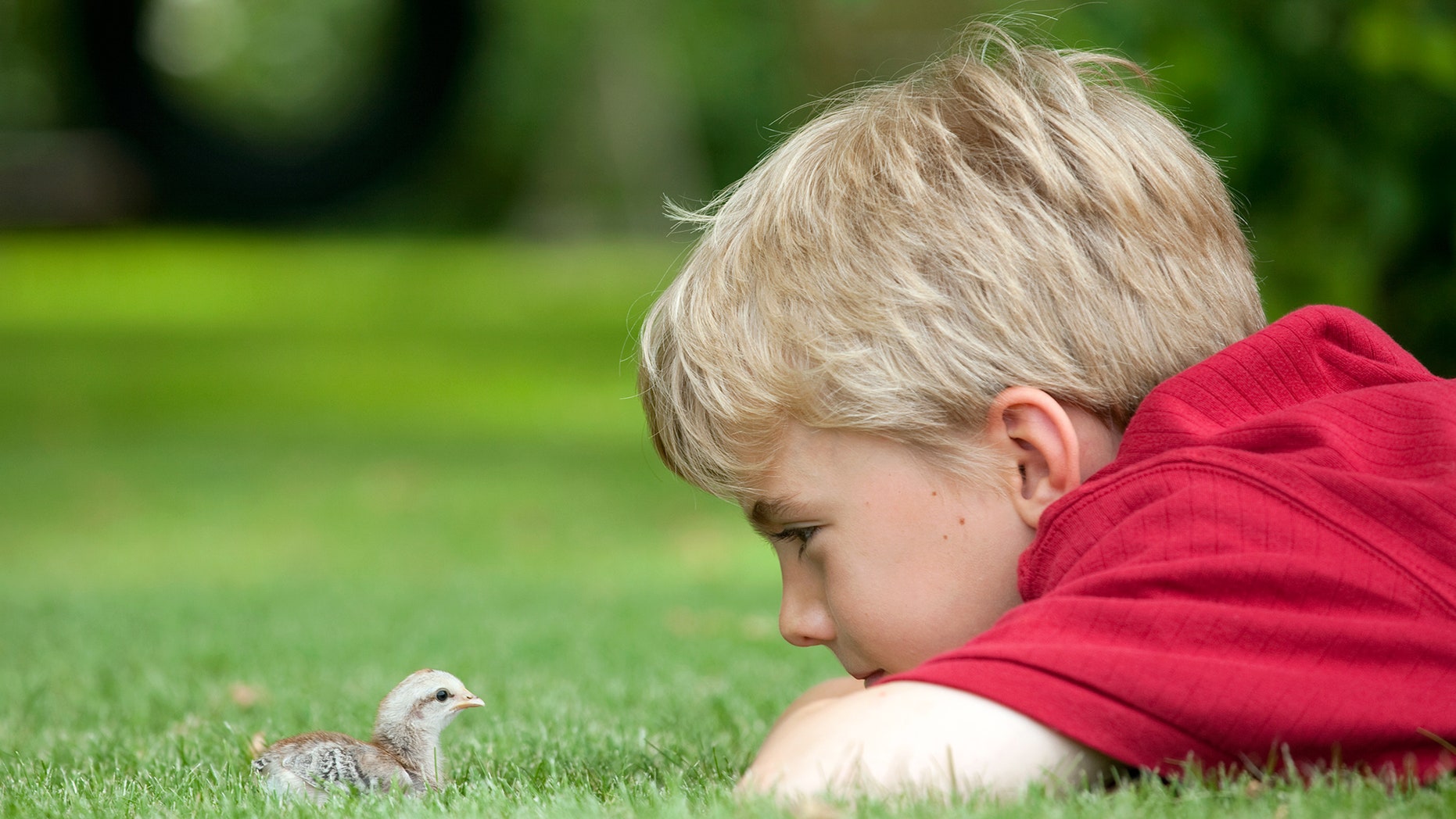 chick and boy
