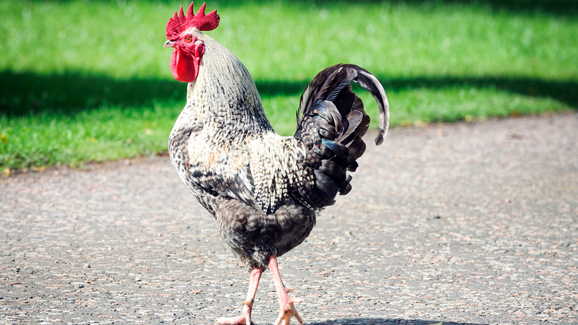 The Legislature of the Granite State is considering a bill that would make trespassing fowl a violation, not for the chicken, but for its owners.