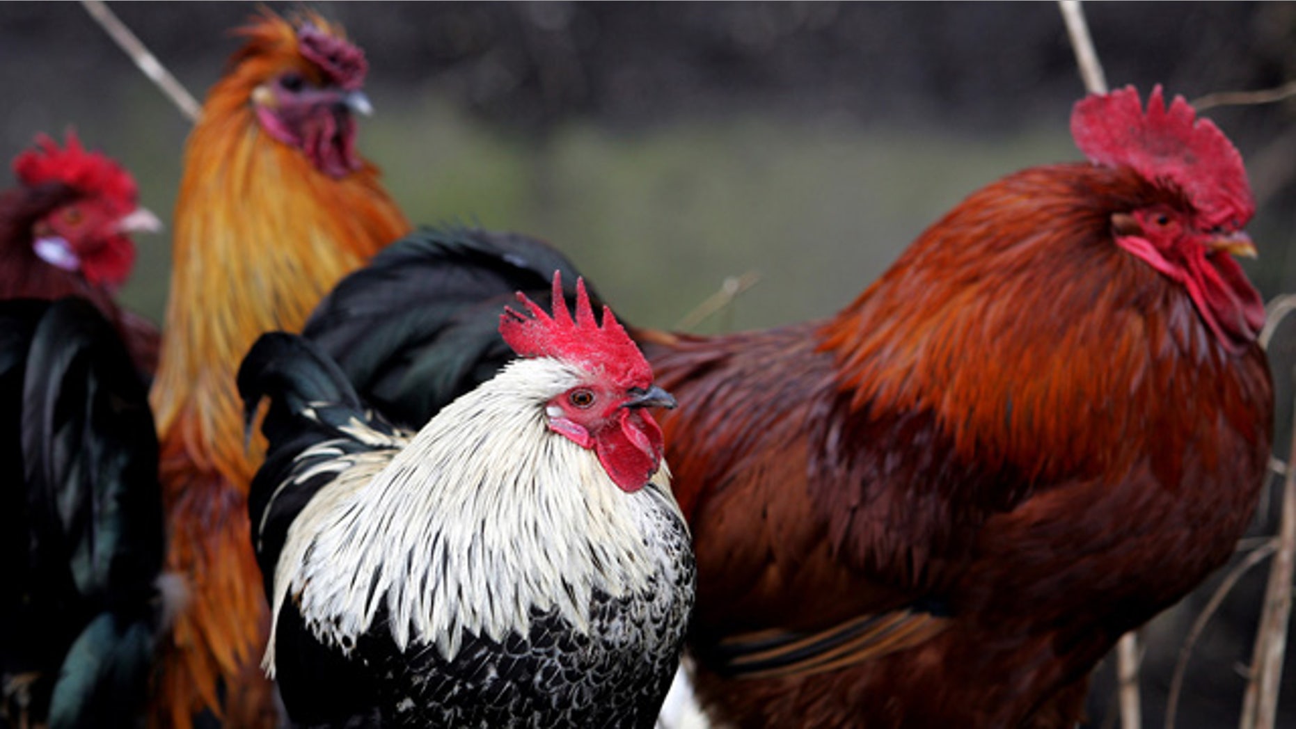 Chickens roam freely at the road side in Bungay, England near to the Bernard Matthews turkey farm in Holton, England, Tuesday Feb. 6, 2007. An outbreak of bird flu on a British farm owned by Europe's biggest turkey producer poses a "negligible" risk to the public or the poultry industry, a government minister said Monday, as veterinary workers completed a cull of almost 160,000 birds. All 159,000 turkeys at the vast commercial farm in Holton, about 130 miles (210 kilometers) northeast of London, were ordered slaughtered after 2,500 birds died of the H5N1 strain of bird flu. (AP Photo/Kirsty Wigglesworth)