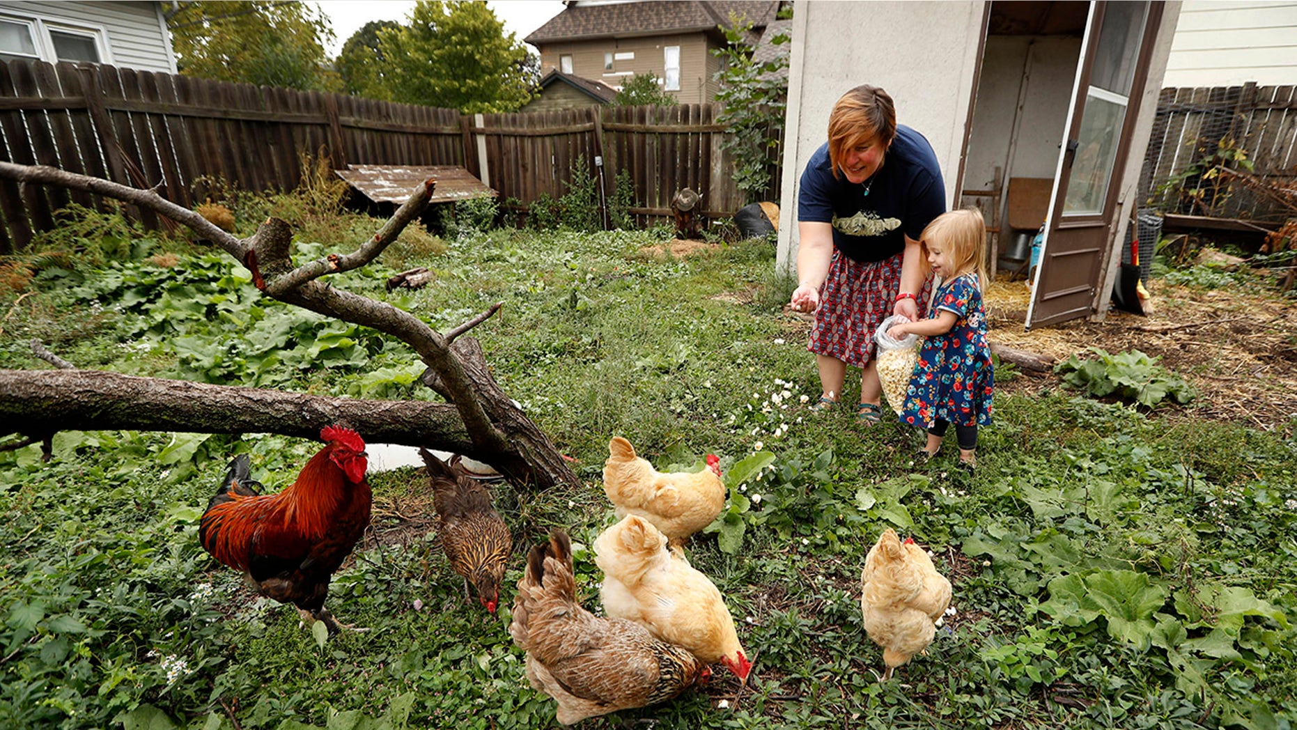 Sept. 26, 2017: In this photo, Tanya Keith of Des Moines, Iowa, and her daughter Iolana feed their chickens in the backyard of their home.