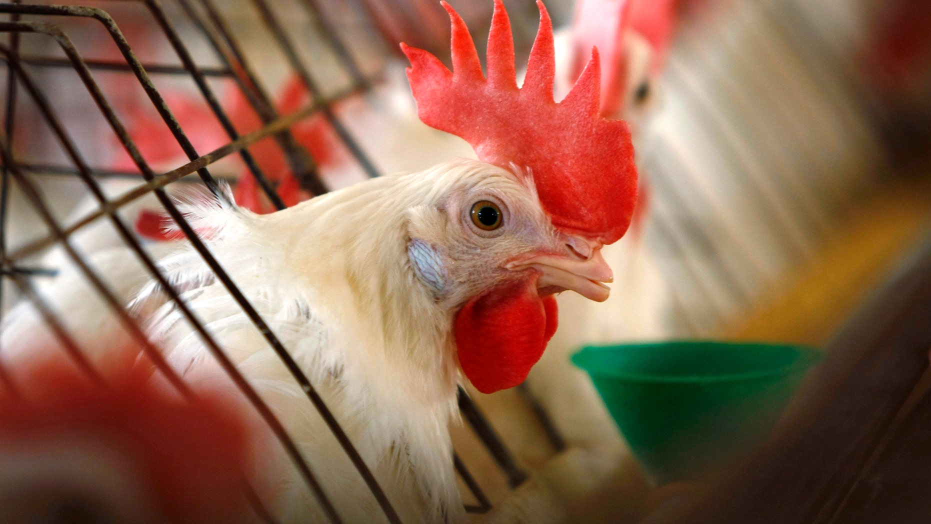 A caged hen feeds at an egg farm. (REUTERS/Mike Blake)