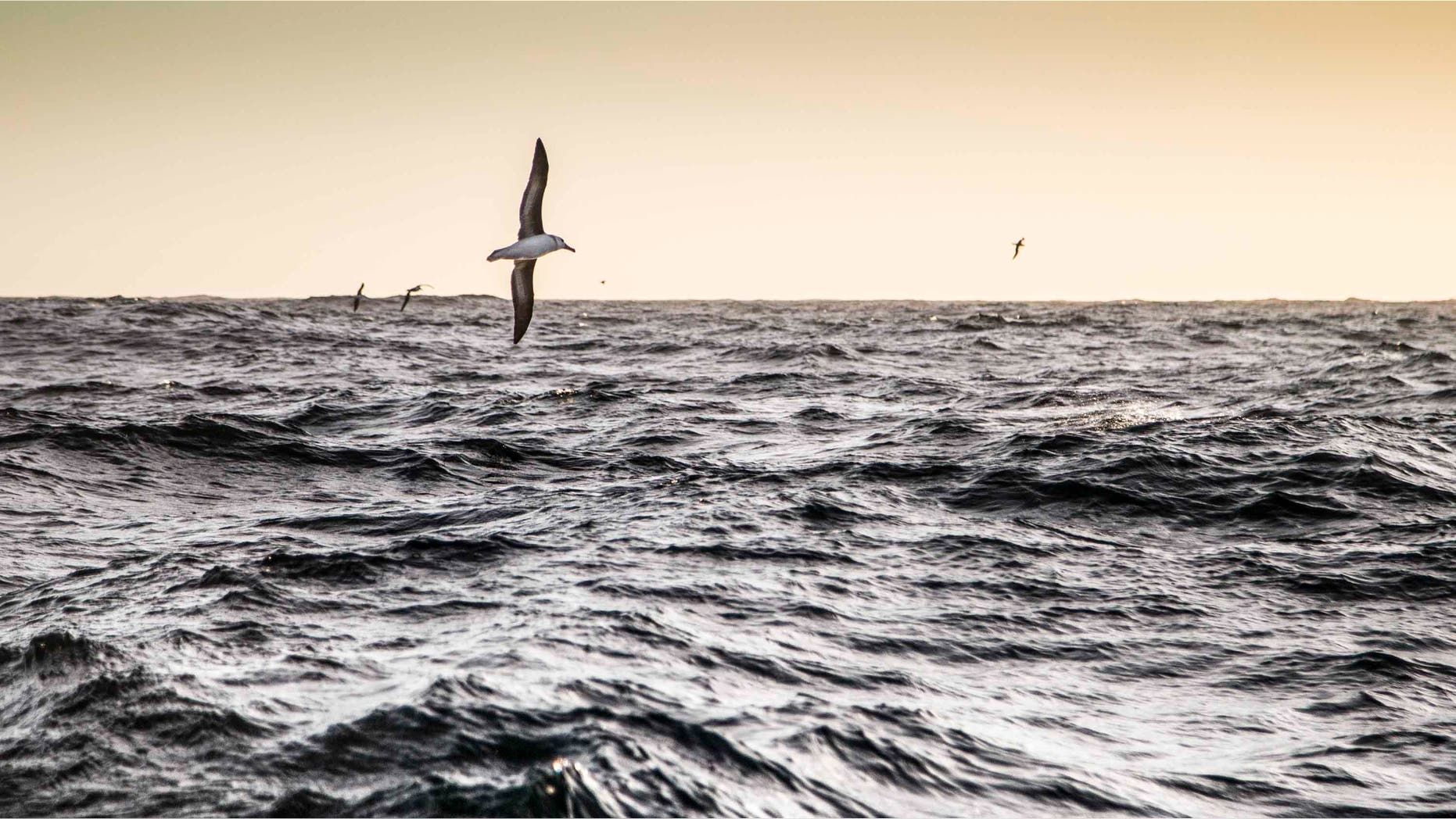 AT SEA - MARCH 30: In this handout image provided by the Volvo Ocean Race, Leg 5 to Itajai onboard Abu Dhabi Ocean Racing. A grouping of Albatross sending the team north into warmer waters. The Volvo Ocean Race 2014-15 is the 12th running of this ocean marathon. Starting from Alicante in Spain on October 04, 2014, the route, spanning some 39,379 nautical miles, visits 11 ports in eleven countries (Spain, South Africa, United Arab Emirates, China, New Zealand, Brazil, United States, Portugal, France, The Netherlands and Sweden) over nine months. The Volvo Ocean Race is the world's premier ocean yacht race for professional racing crews. (Photo by Matt Knighton/Abu Dhabi Ocean Racing/Volvo Ocean Race via Getty Images)