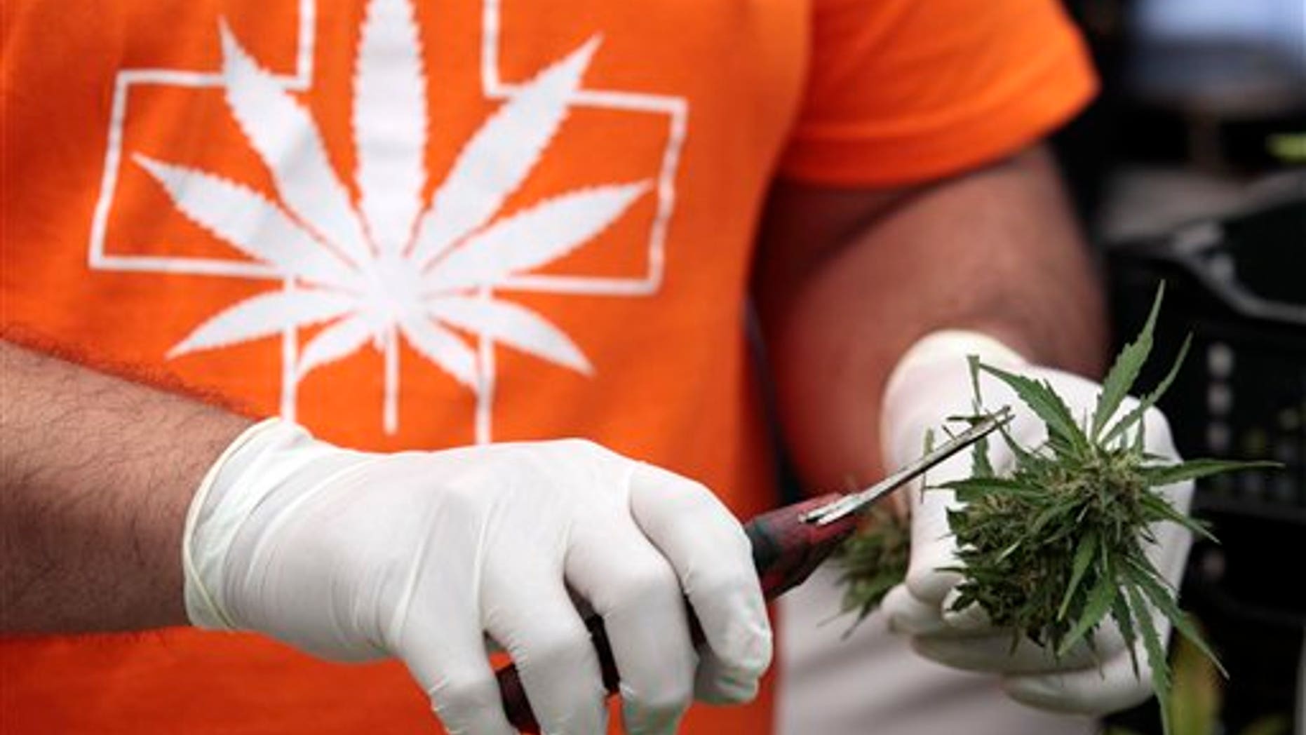 A man harvests a marijuana plant during a press presentation of a legal medicinal marijuana in the La Florida municipality of Santiago, Chile, Tuesday, April 7, 2015. (AP Photo/Luis Hidalgo)