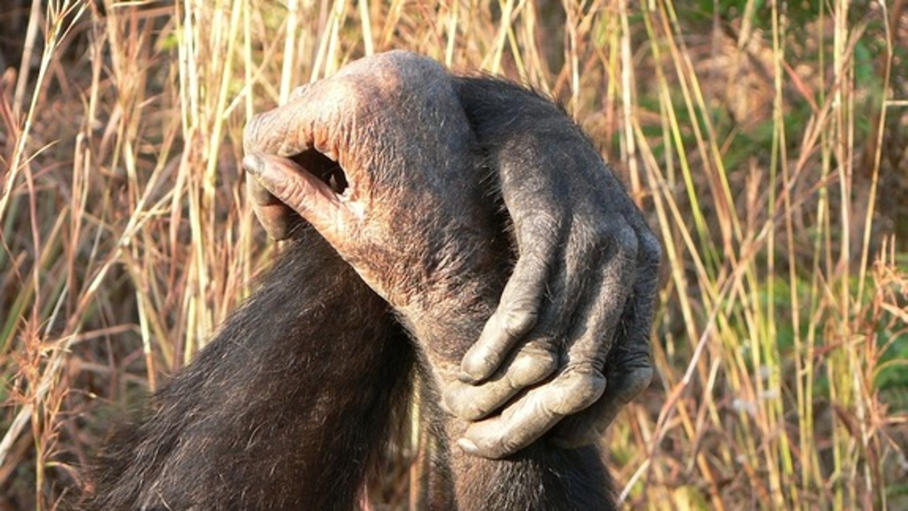 chimpanzee hand grips