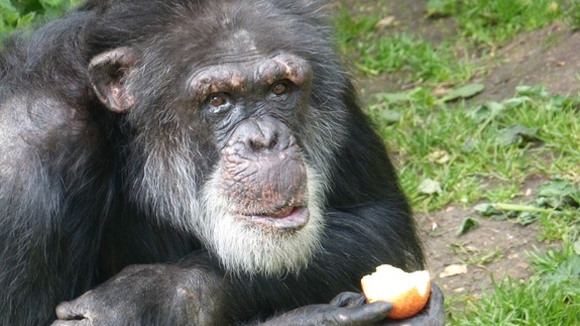 Louis, one of the Edinburgh chimps, begrudgingly eats an apple.