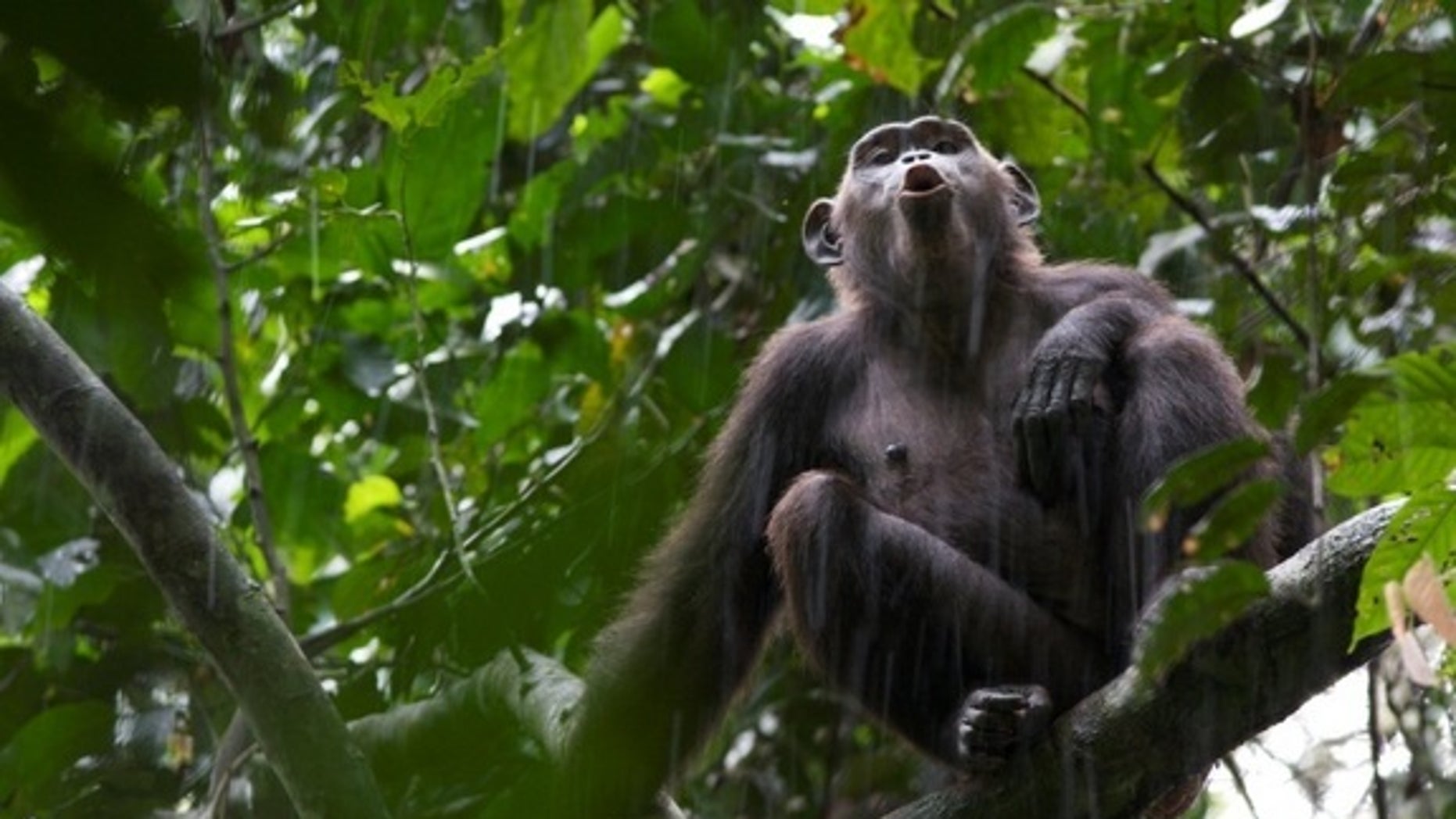 Chimps are naturally violent, study suggests | Fox News