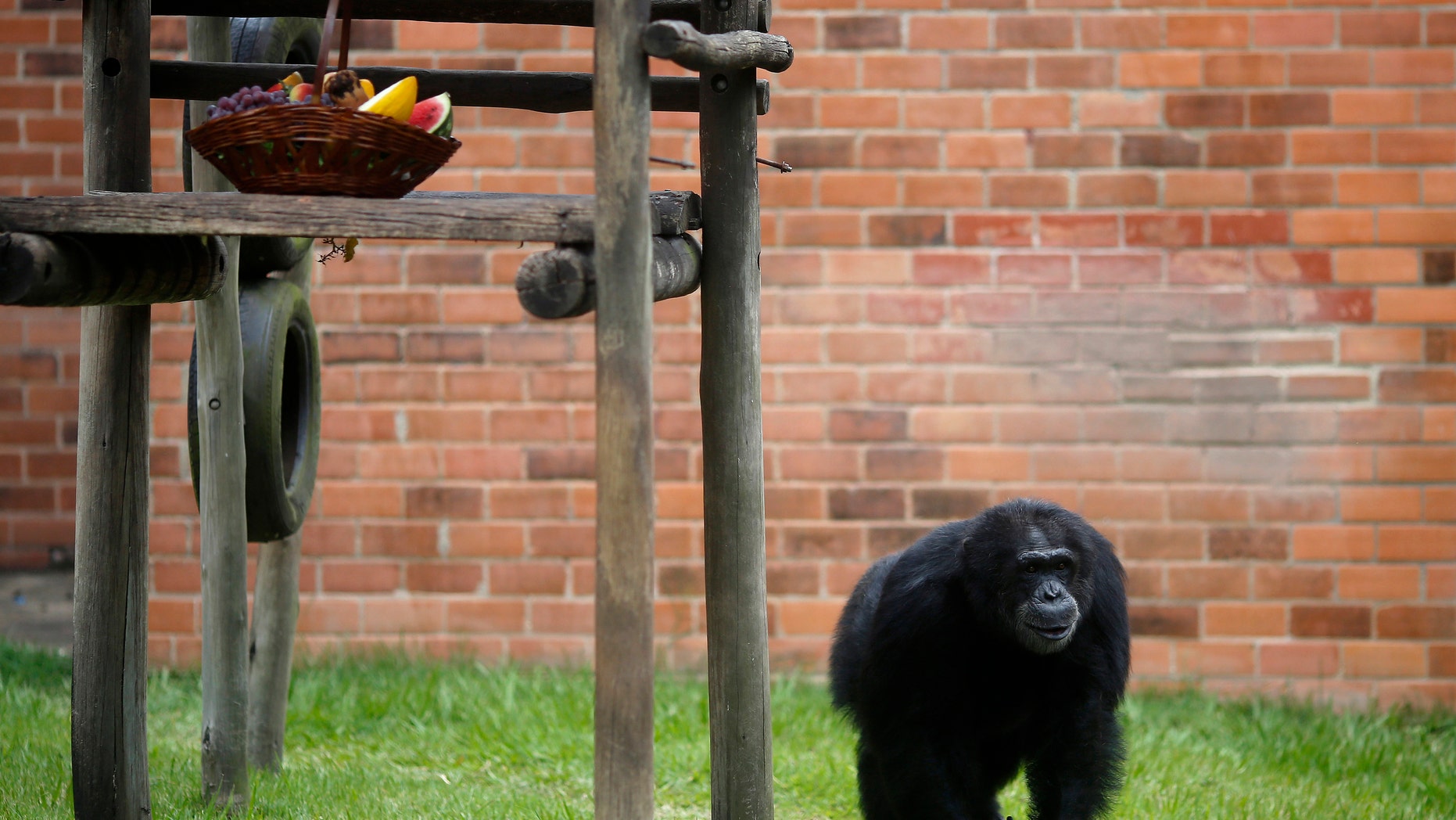 A chimpanzee walks in his cage at Rio de Janeiro's zoo December 18, 2012. (REUTERS/Ricardo Moraes)