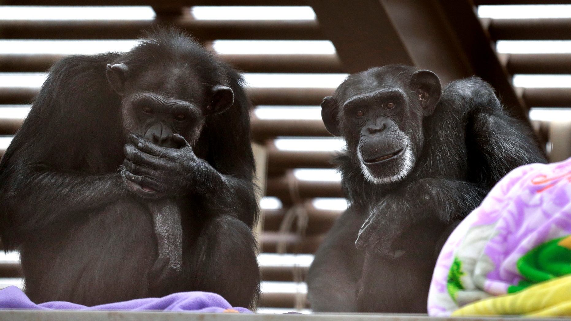 In this photo taken Aug. 8, 2016, Foxie, right, and Annie, left, two chimps who live at Chimpanzee Sanctuary Northwest near Cle Elum, Wash., sit on a platform during a party for Foxie's 40th birthday. Sanctuaries around the country are preparing for an influx of retired private lab chimps now that the federal government has stopped backing experiments on humankind's closest relatives.