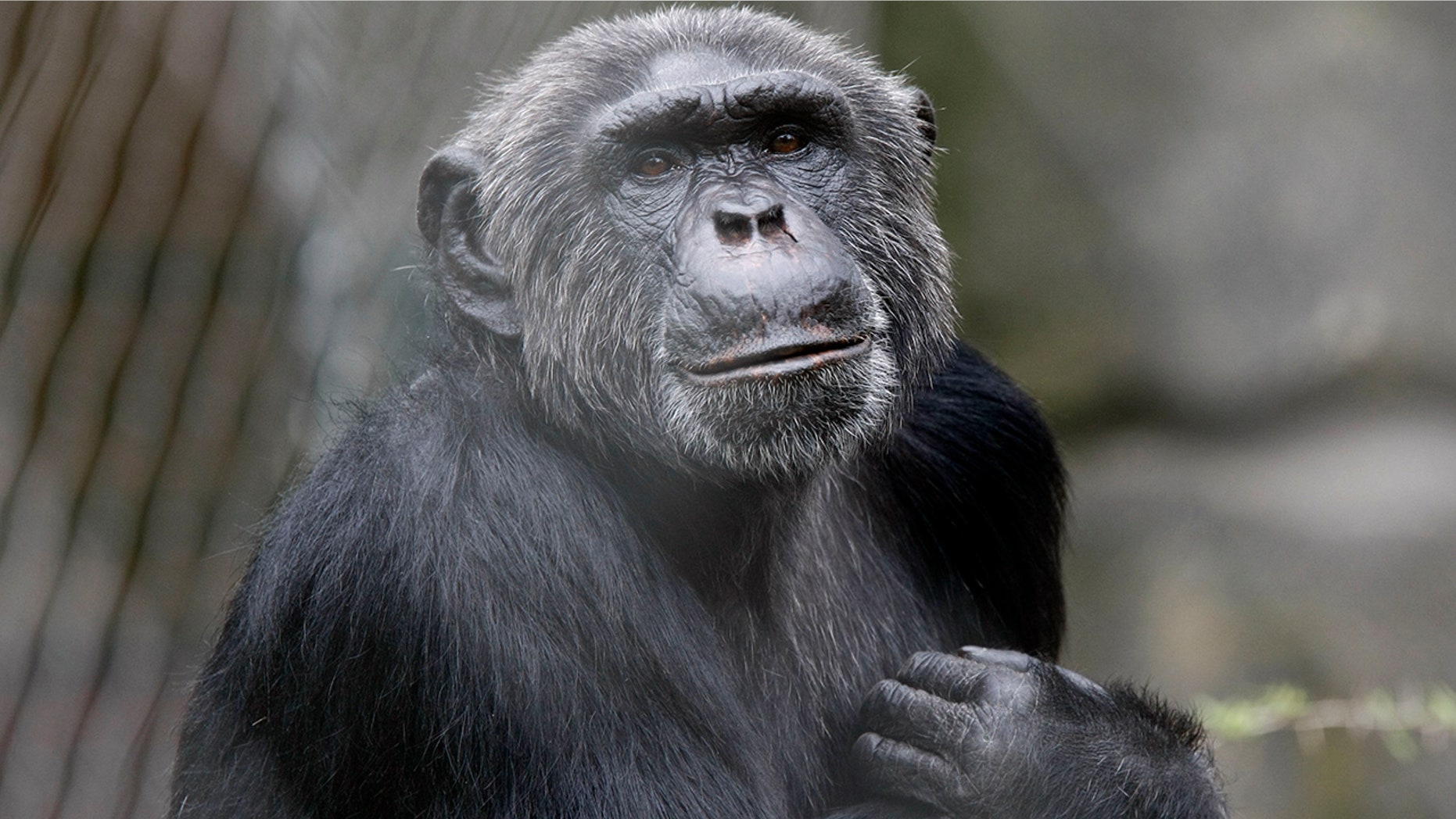 PETA is calling for everyday language to