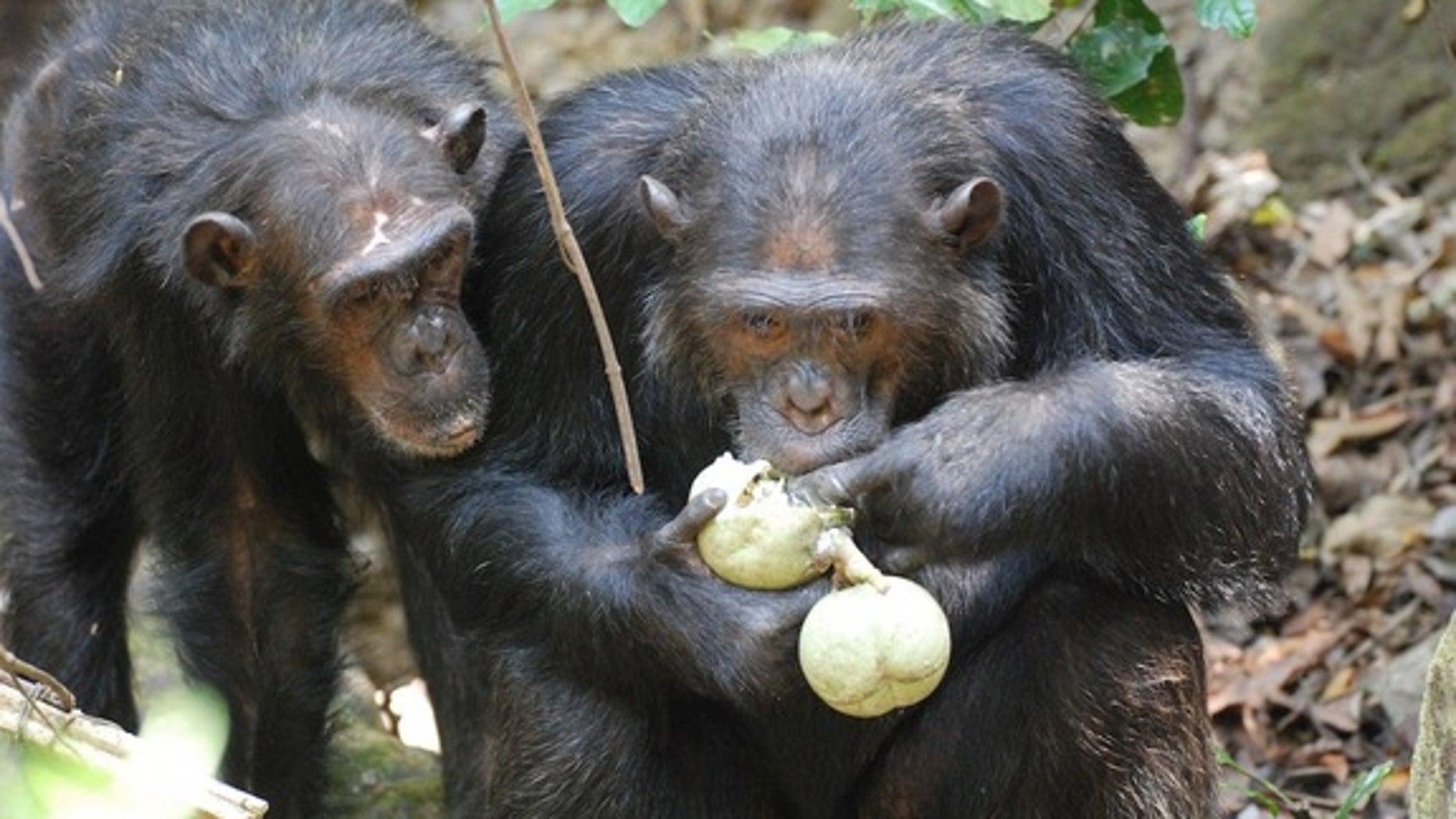 Chimp and Human Gut Bacteria Nearly Identical | Fox News