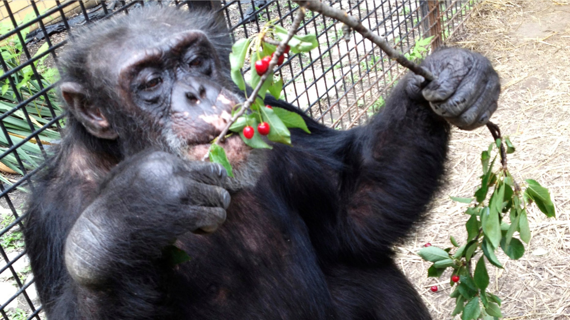 In this July 2013 photo provided by the Primate Sanctuary, the chimpanzee Kiko eats wild cherries at the nonprofit Primate Sanctuary in Niagara Falls, N.Y.