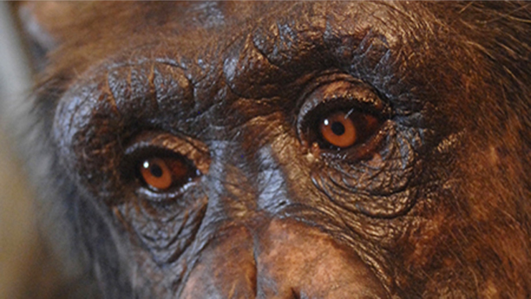 Panzee, a chimpanzee at the Language Research Center at Georgia State.