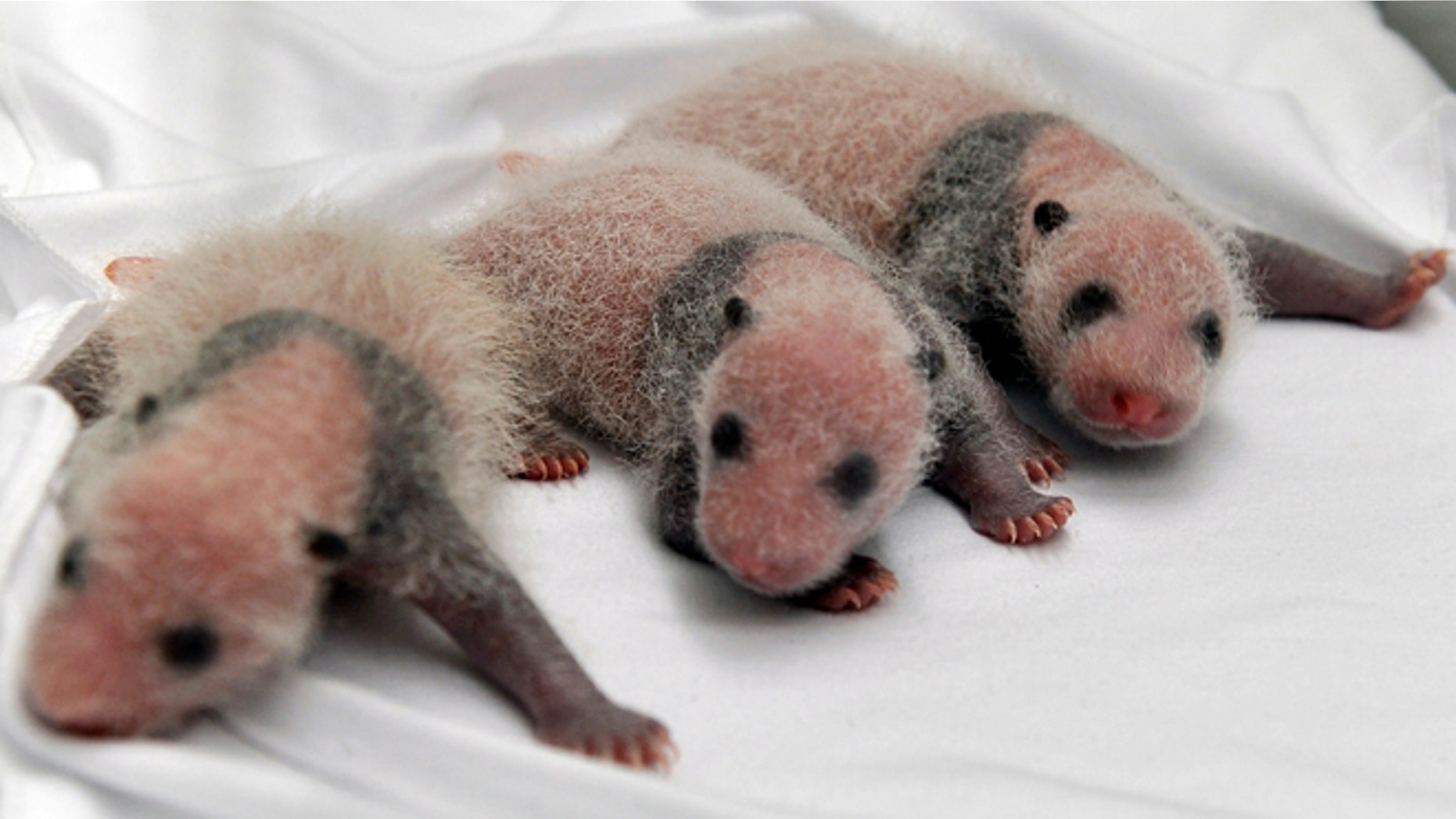 Aug. 12, 2014: Triplet panda cubs rest in an incubator at the Chimelong Safari Park in Guangzhou in south China's Guangdong province. China announced Tuesday the birth of extremely rare panda triplets in a further success for the country's artificial breeding program. The three cubs were born July 29 in the southern city of Guangzhou, but breeders delayed an announcement until they were sure all three would survive, the official China News Service said.