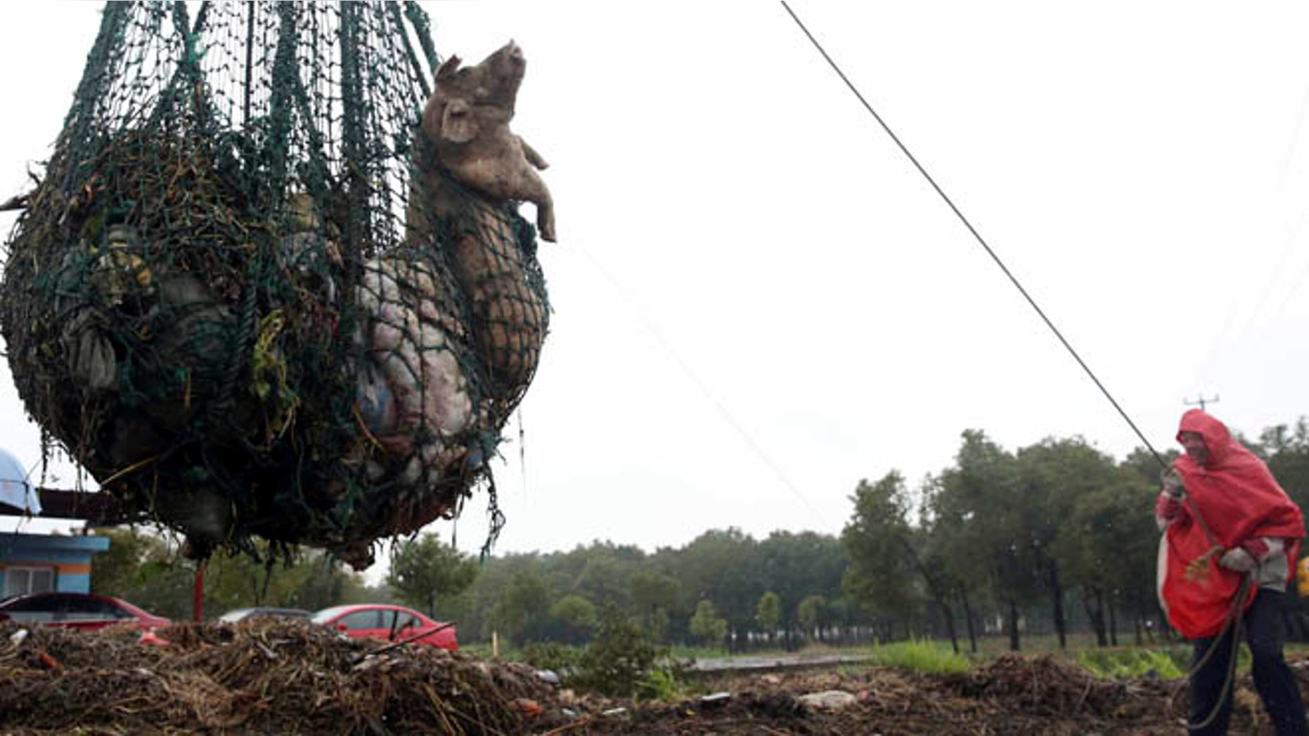 March 13, 2013: A worker hauls away dead pigs with a net in Zhonglian village of Jinshan district in Shanghai. The number of dead pigs found floating in a river flowing into Shanghai has reached nearly 6,000. The Shanghai municipal government said in an online announcement that 5,916 swine carcasses had been retrieved from Huangpu River, but added that municipal water remains safe.