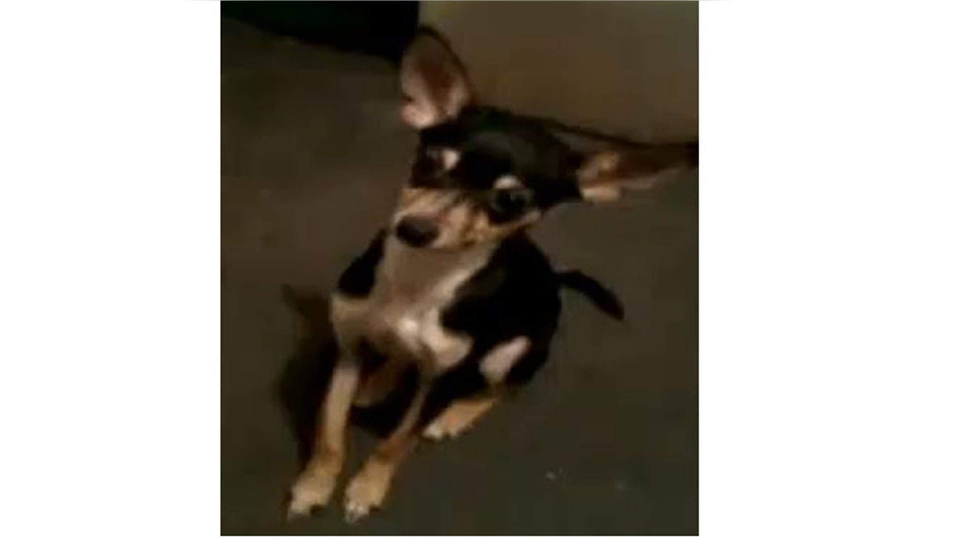 The neighbor has a license to carry, and police say he told them he felt he was being attacked by the dog that wasn't on a leash.
