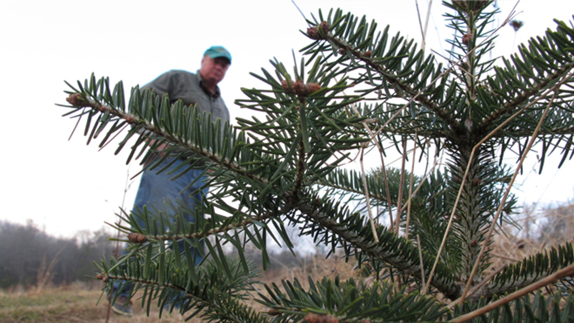 Nov. 16, 2013: In this photo, tree farmer Jeff Pollard inspects a Turkish fir seedling on one of his farms in Bakersville, N.C. Pollard has been growing Fraser fir for nearly 40 years, but a root-rotting mold has him looking to the Turkish species to help save his family farm.